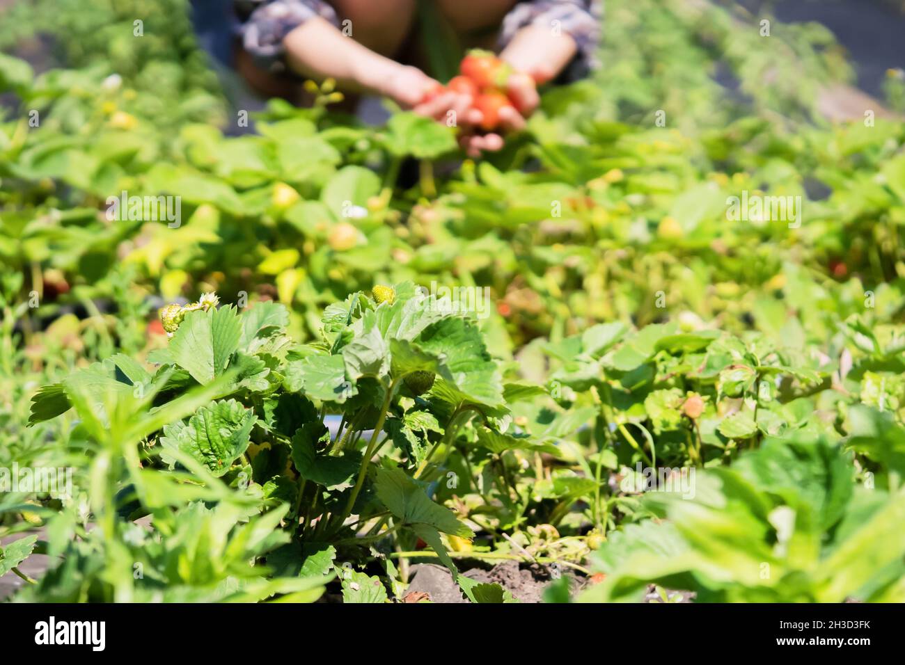 Strawberry beds in the garden on a bright sunny day Stock Photo - Alamy