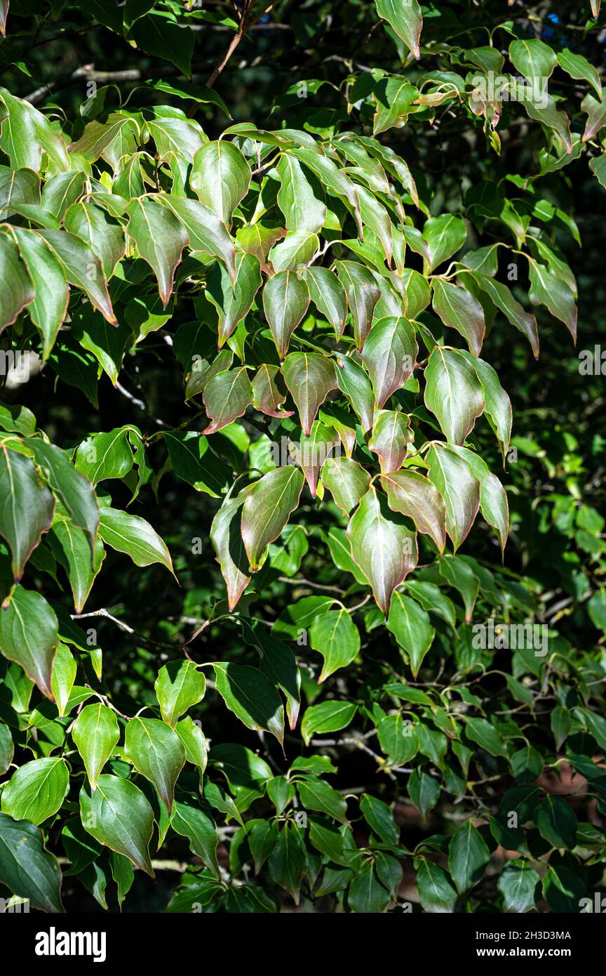 Cornus Kousa Chinensis, Chinese dogwood, Cornaceae. Eliptical leaves in late summer. Stock Photo