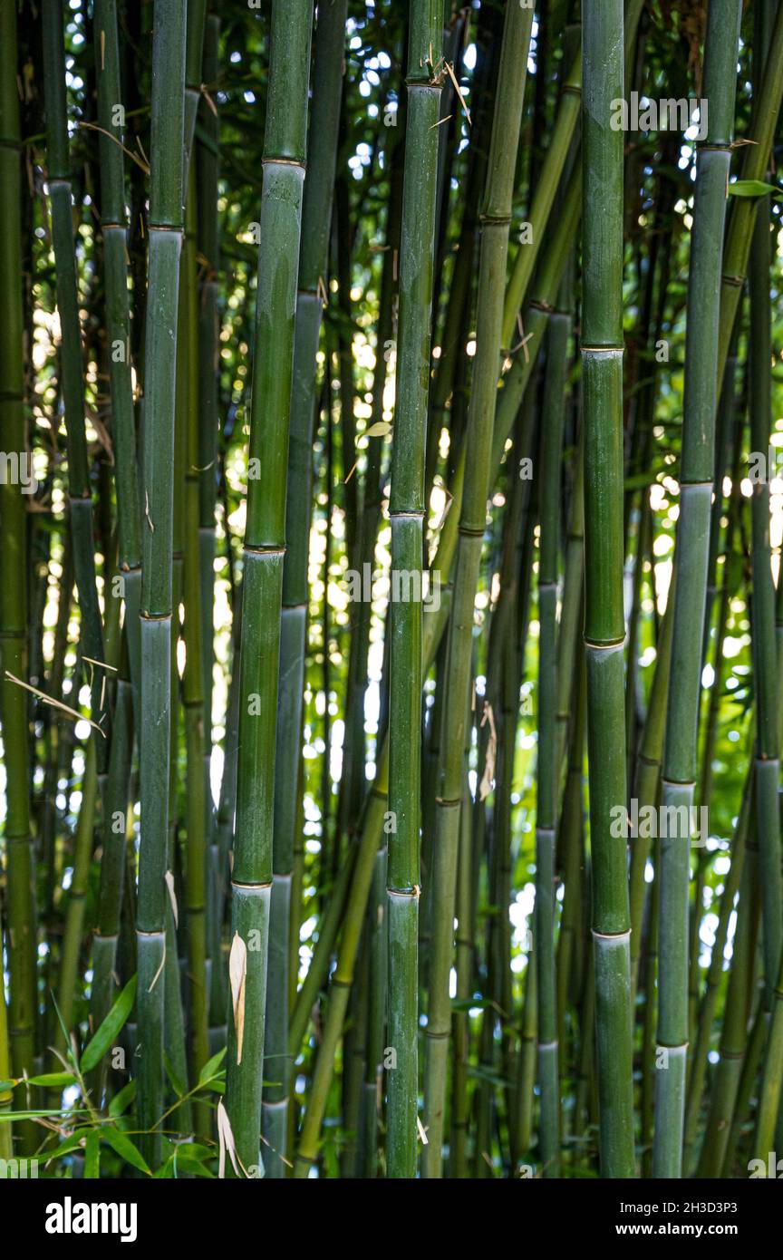 Mass of green bamboo canes. Stock Photo