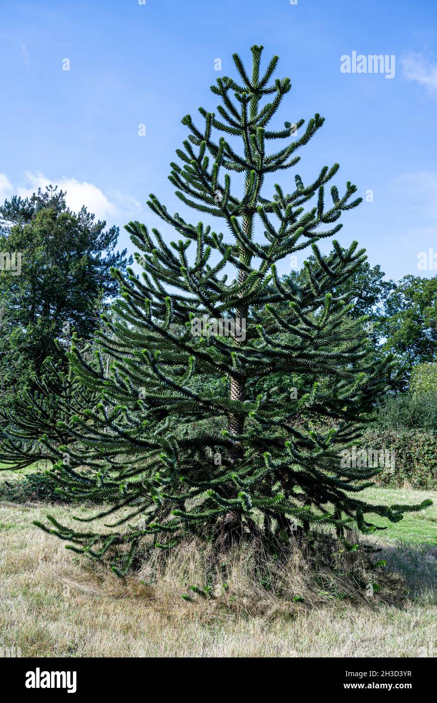 Araucaria araucana,Chile pine, Araucariaceae, monkey puzzle tree, Stock Photo