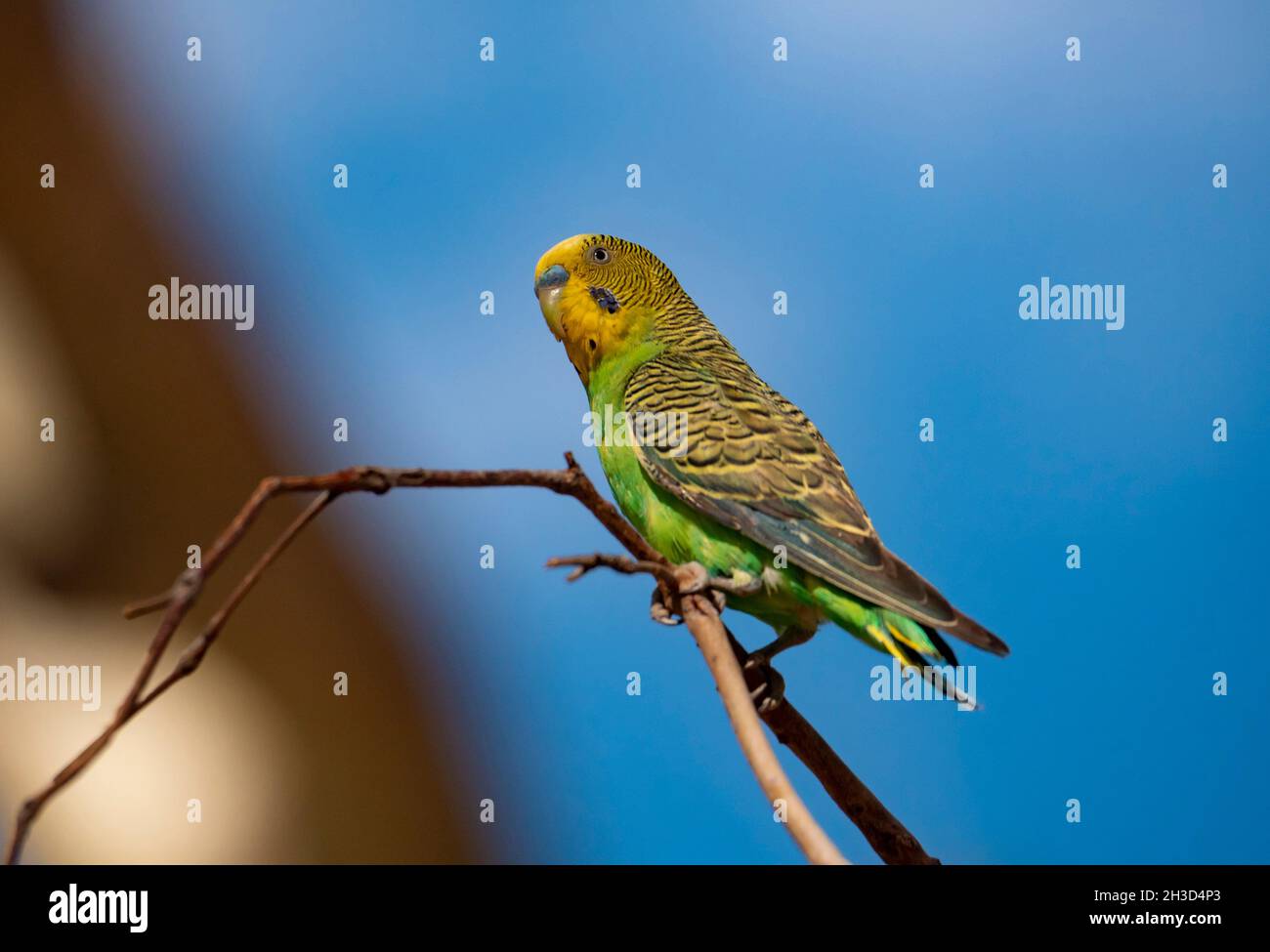 Budgerigar, Melopsittacus undulatus, perched in a tree in outback red centre Central Australia. Stock Photo