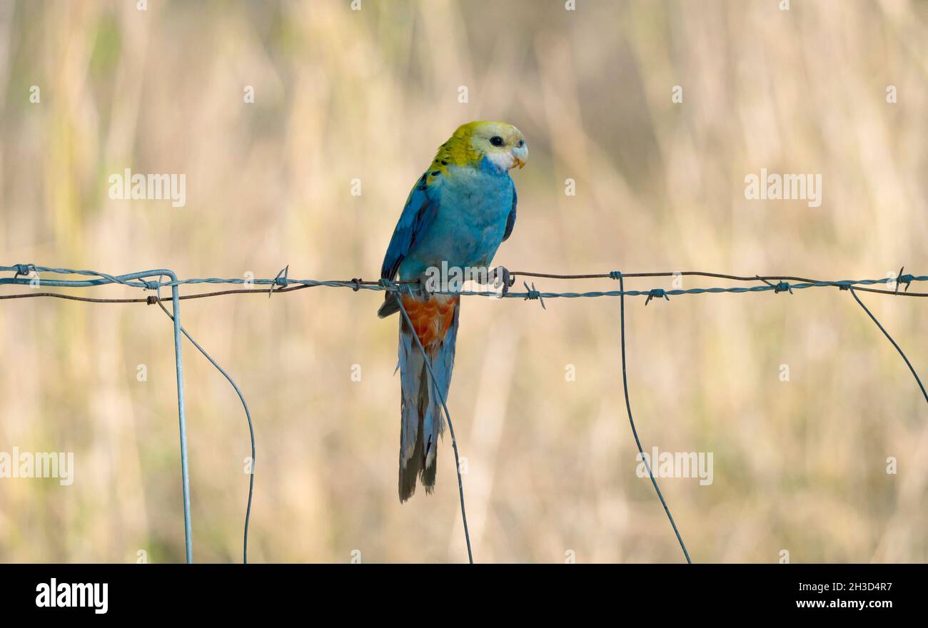 Pale-headed Rosella, Platycercus adscitus, parrot perched on a wire fence in farmland in regional Australia Stock Photo