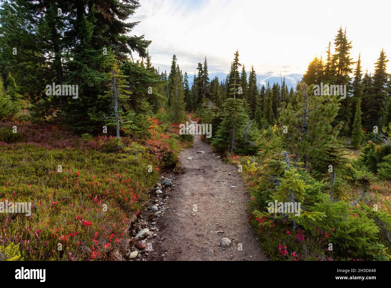 Hiking trail outdoors in Canadian nature Stock Photo - Alamy