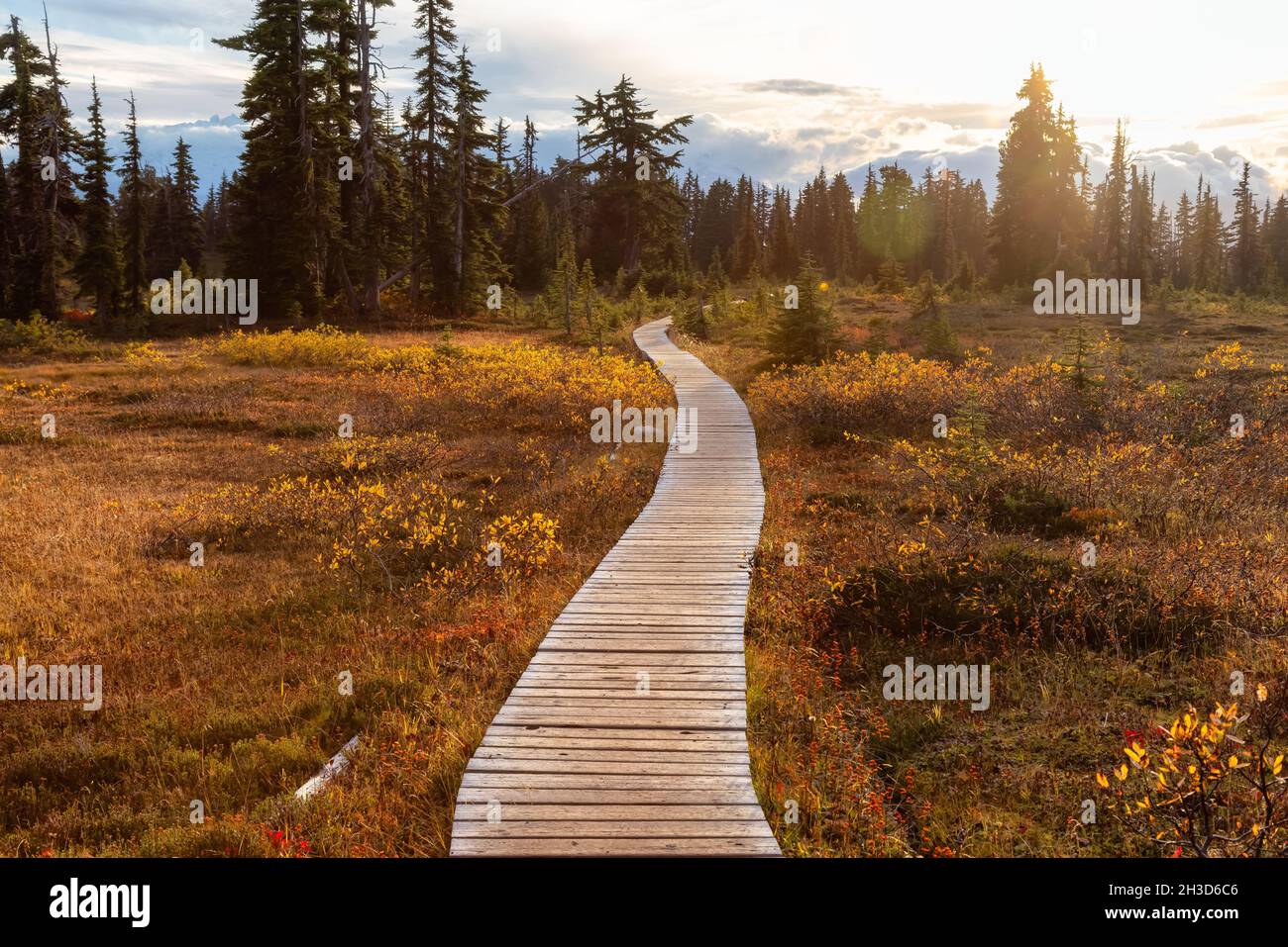Hiking trail outdoors in Canadian nature Stock Photo - Alamy