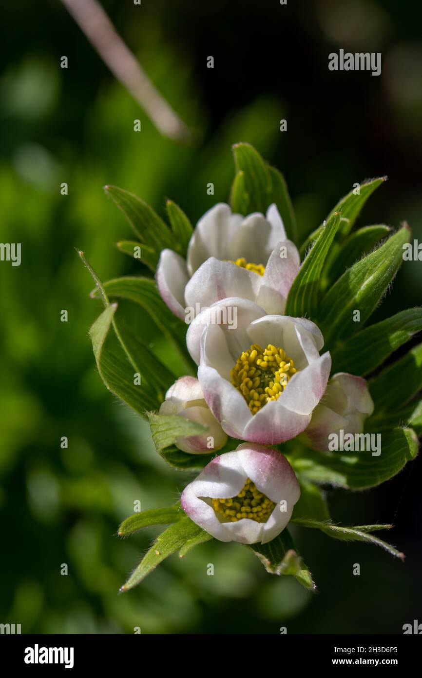 Anemonastrum narcissiflorum flower in mountains, macro Stock Photo