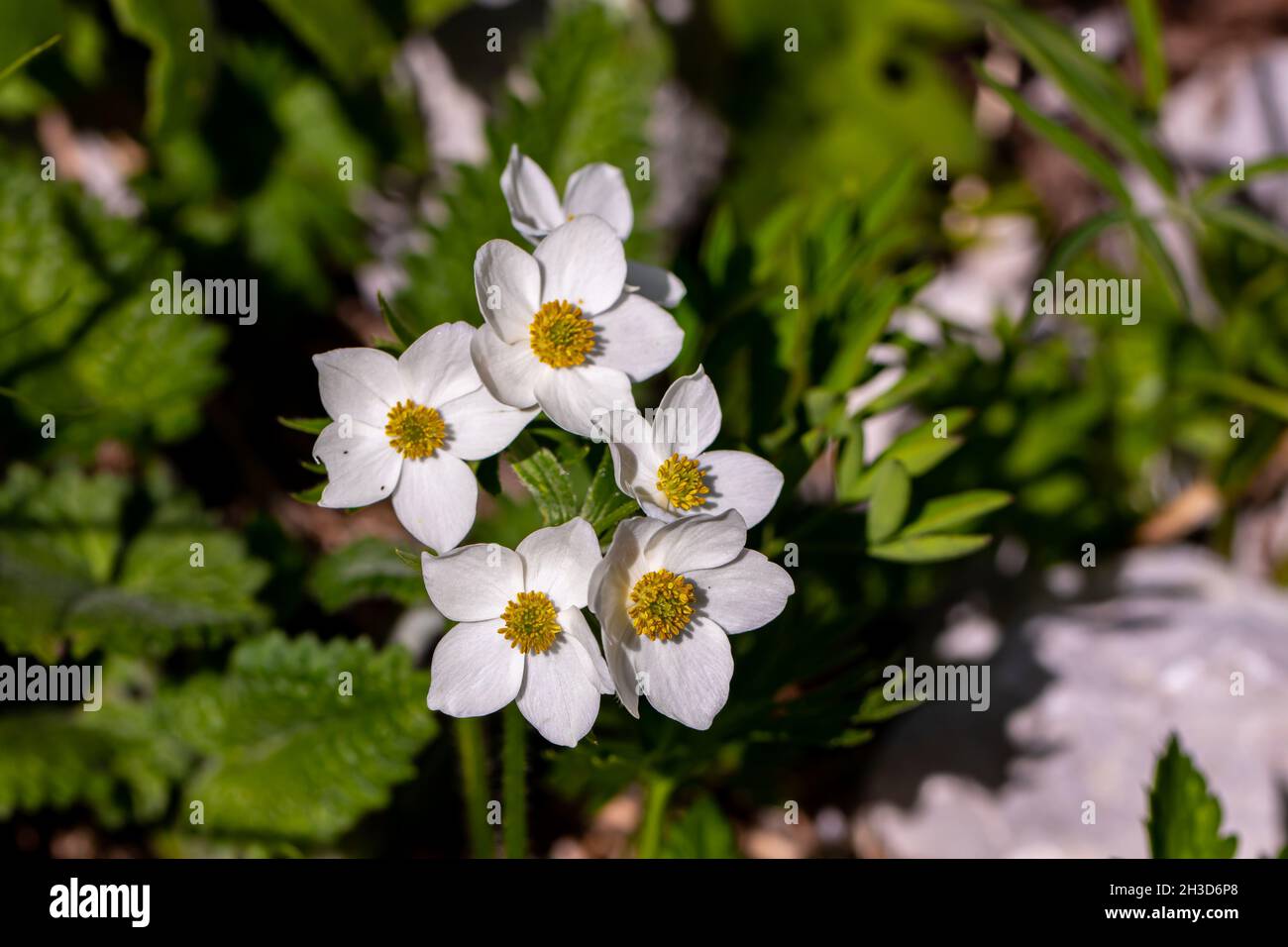 Anemonastrum narcissiflorum flower growing in mountains, macro Stock Photo