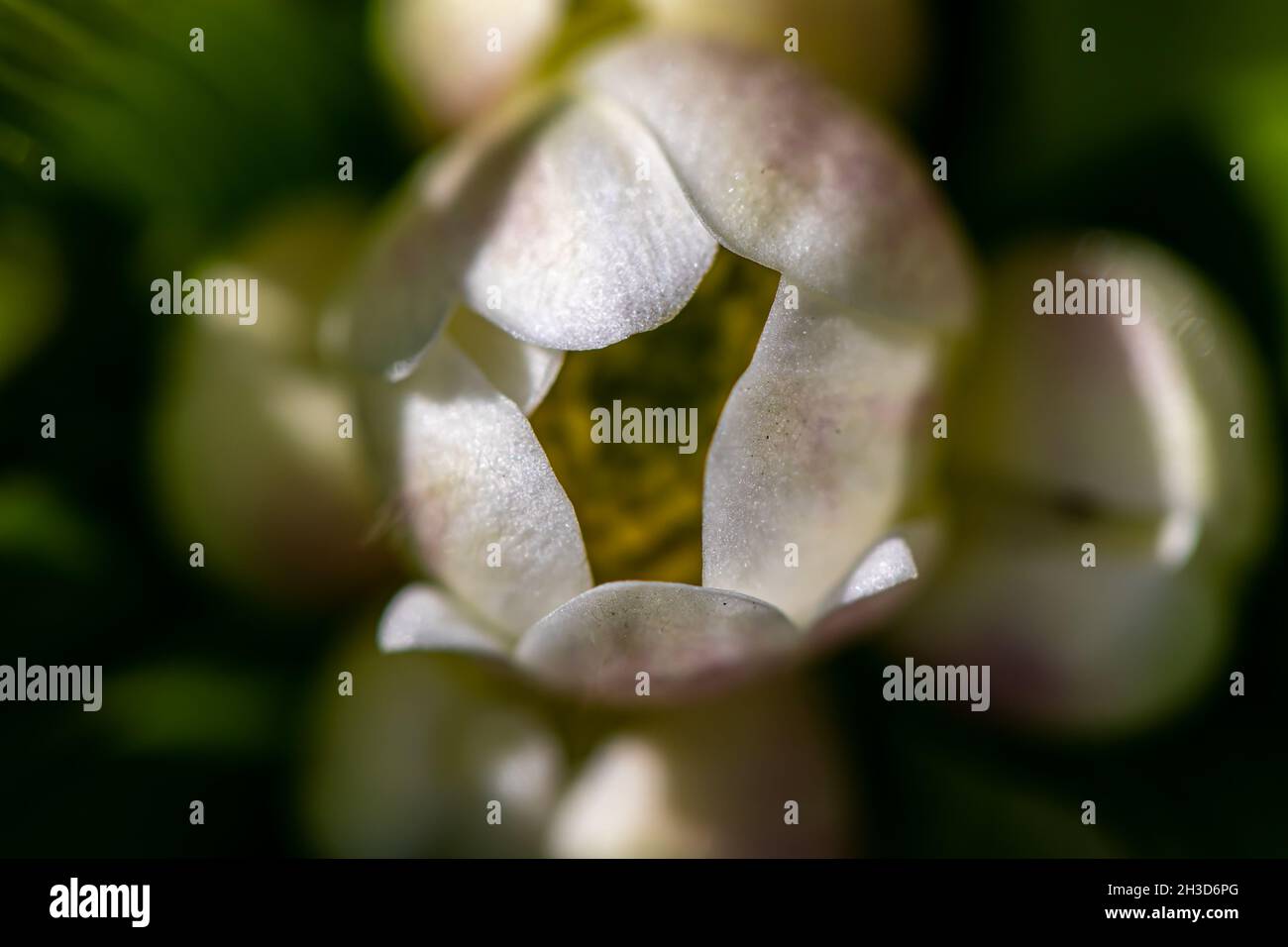 Anemonastrum narcissiflorum flower growing in mountains, close up shoot Stock Photo