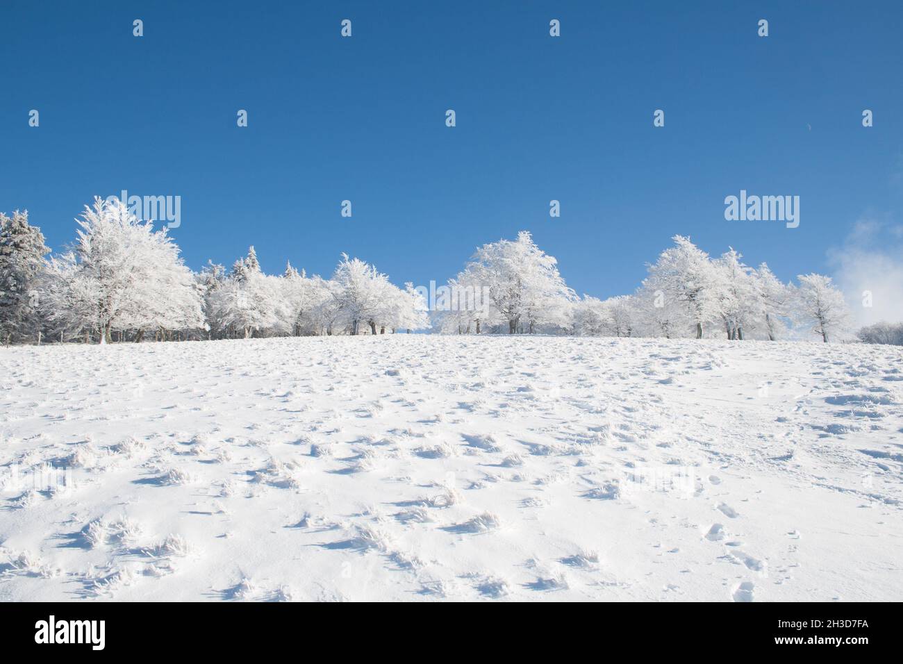 Winter trees landscape covered in white snow in a field and blue sky ...