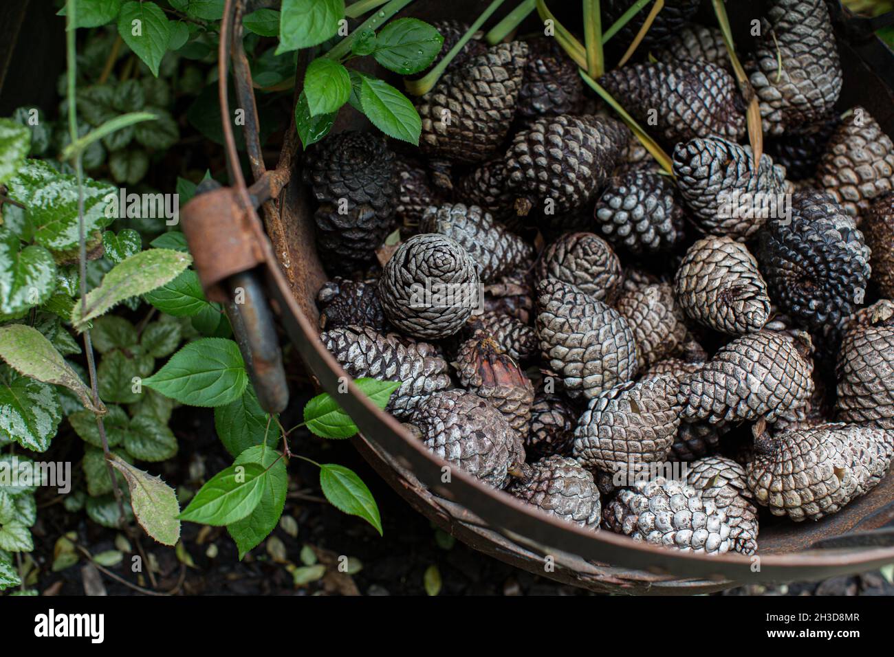 Basket of pine cones for use as kindling fire starters Stock Photo Alamy