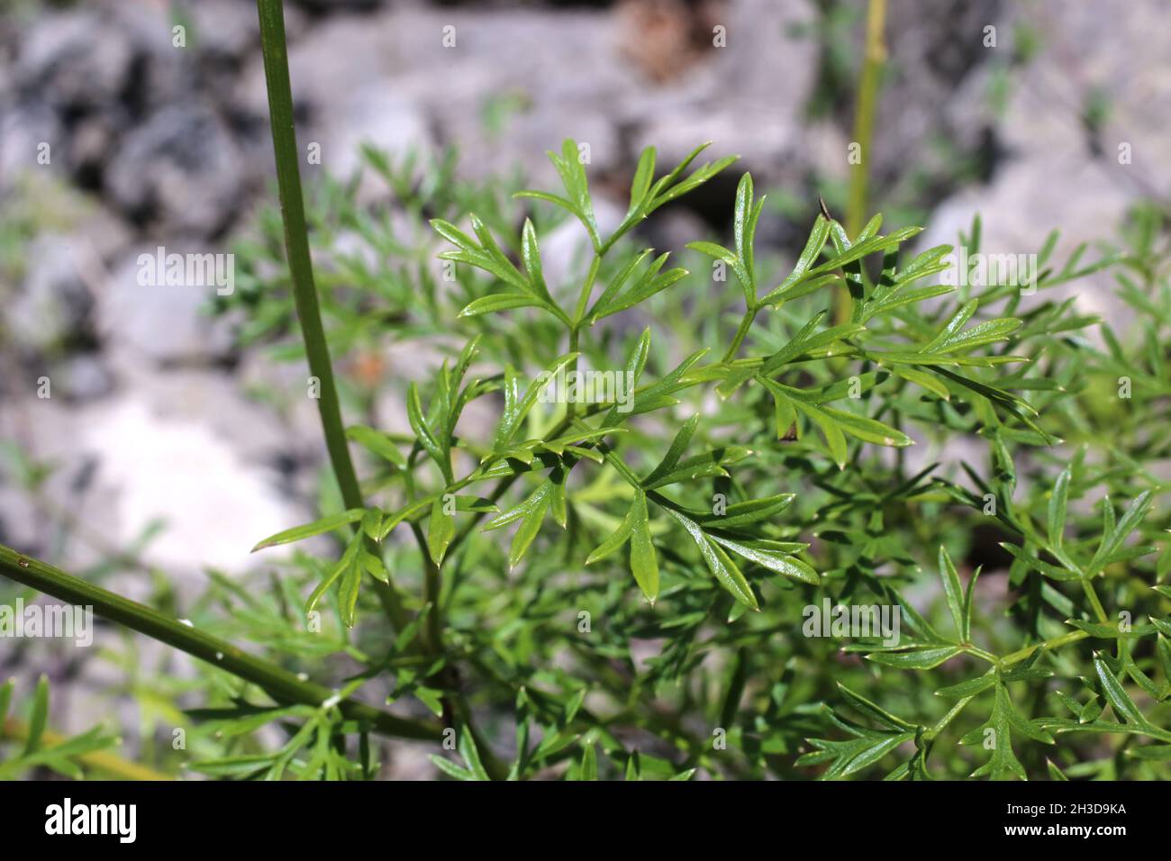 Selinum silaifolium, Cnidium silaifolium, Apiaceae. Wild plant shot in spring. Stock Photo