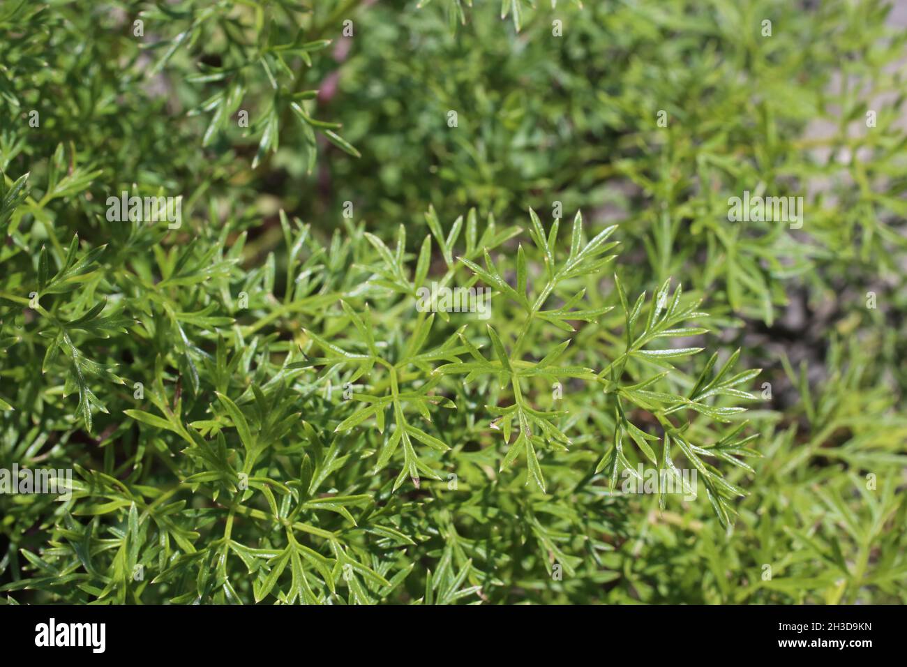 Selinum silaifolium, Cnidium silaifolium, Apiaceae. Wild plant shot in spring. Stock Photo