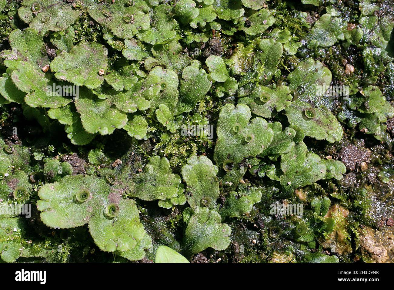 Marchantia polymorpha, Common liverwort, Marchantiaceae. Wild plant shot in spring. Stock Photo