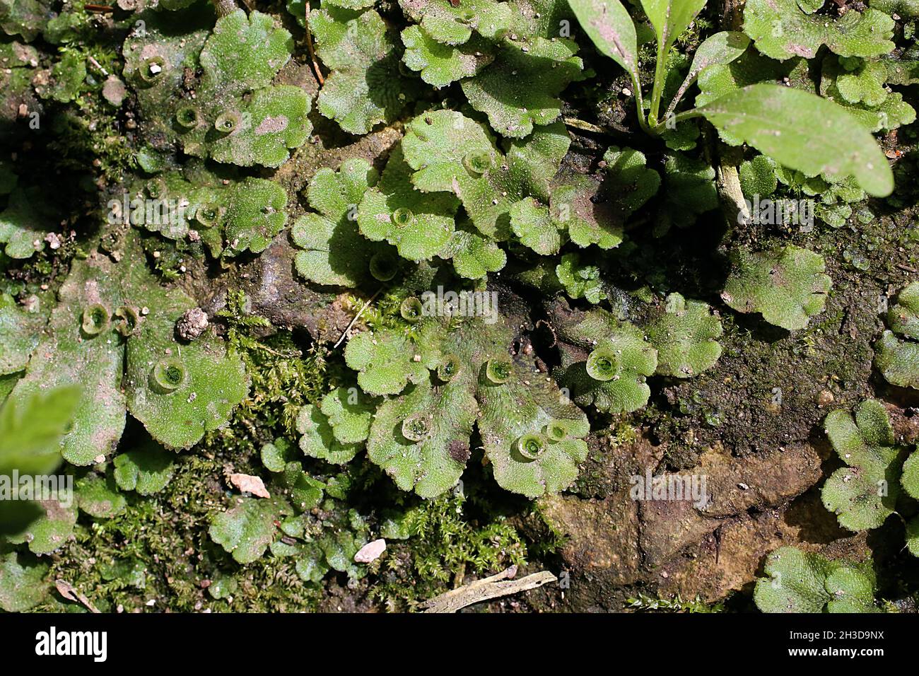 Marchantia polymorpha, Common liverwort, Marchantiaceae. Wild plant shot in spring. Stock Photo