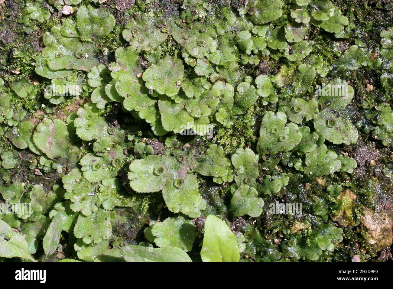 Sp marchantia What are