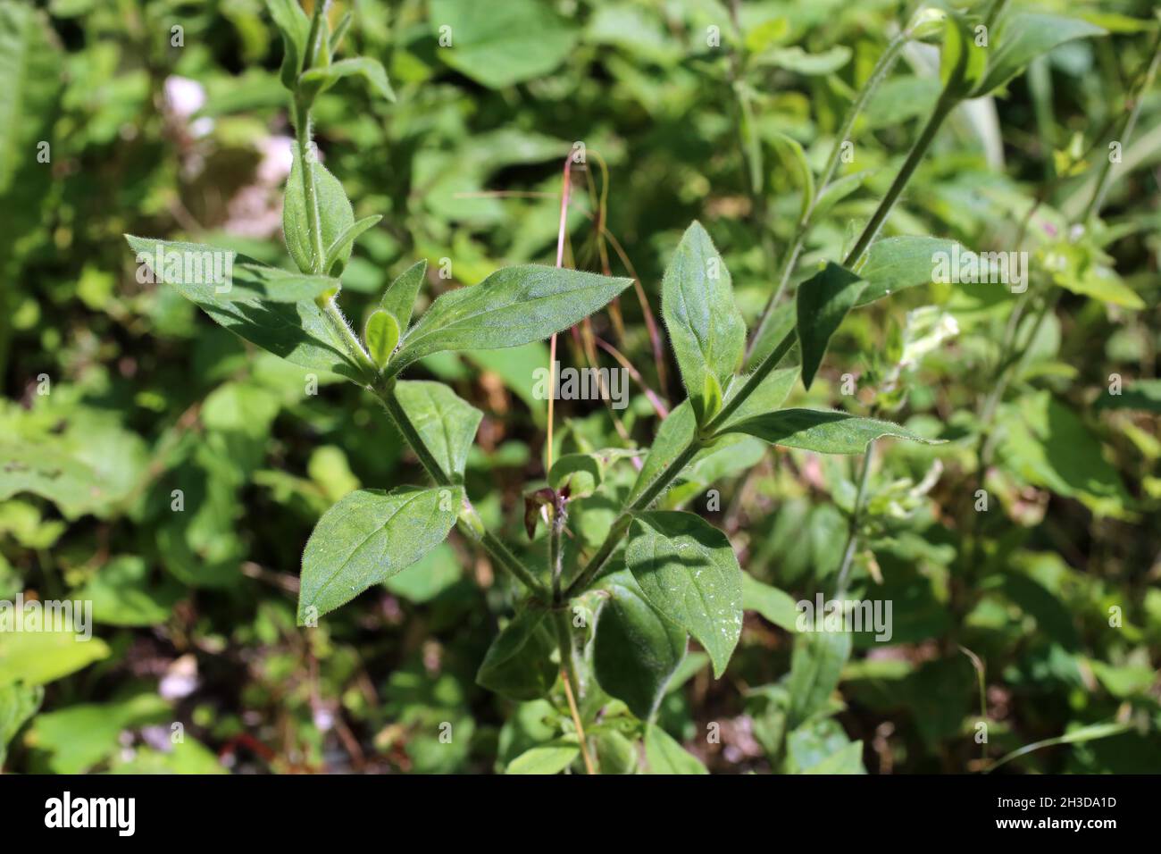 Caryophyllaceae. Wild plant shot in spring. Stock Photo