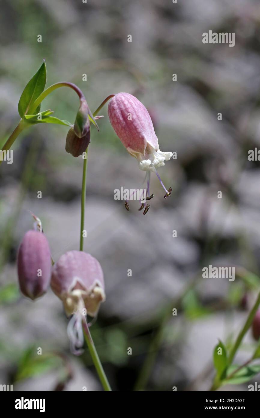 Silene vulgaris subsp. prostrata, Caryophyllaceae. Wild plant shot in spring. Stock Photo