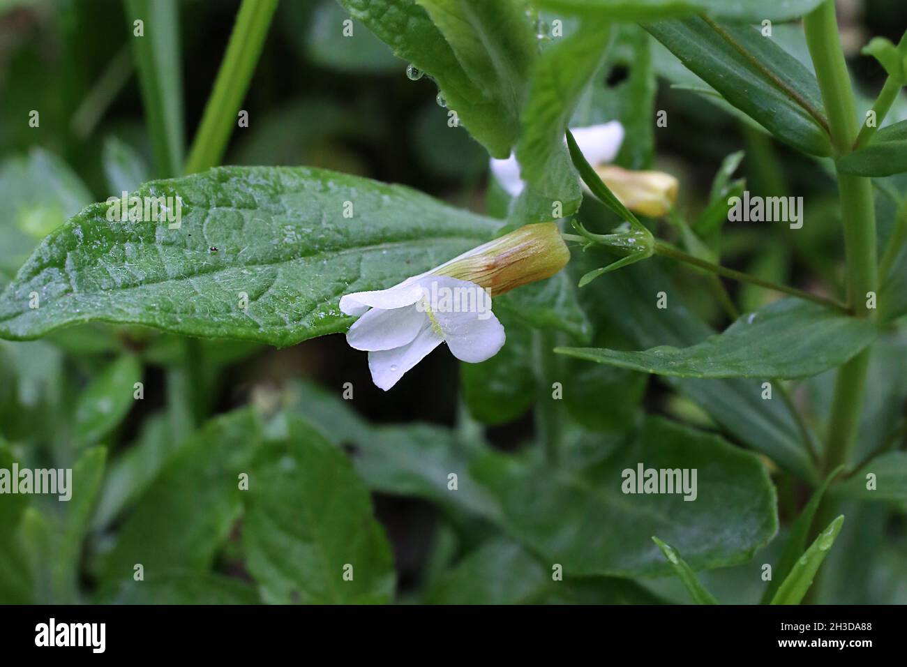 Gratiola officinalis, Plantaginaceae. Wild plant shot in spring. Stock Photo