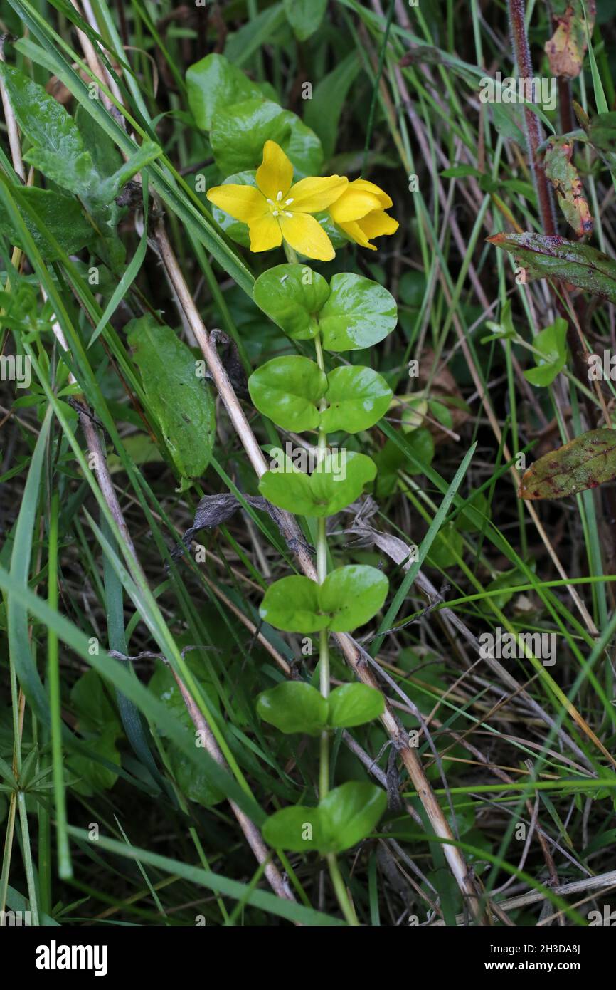 Lysimachia nummularia, Creeping Jenny, Primulaceae. Wild plant shot in spring. Stock Photo