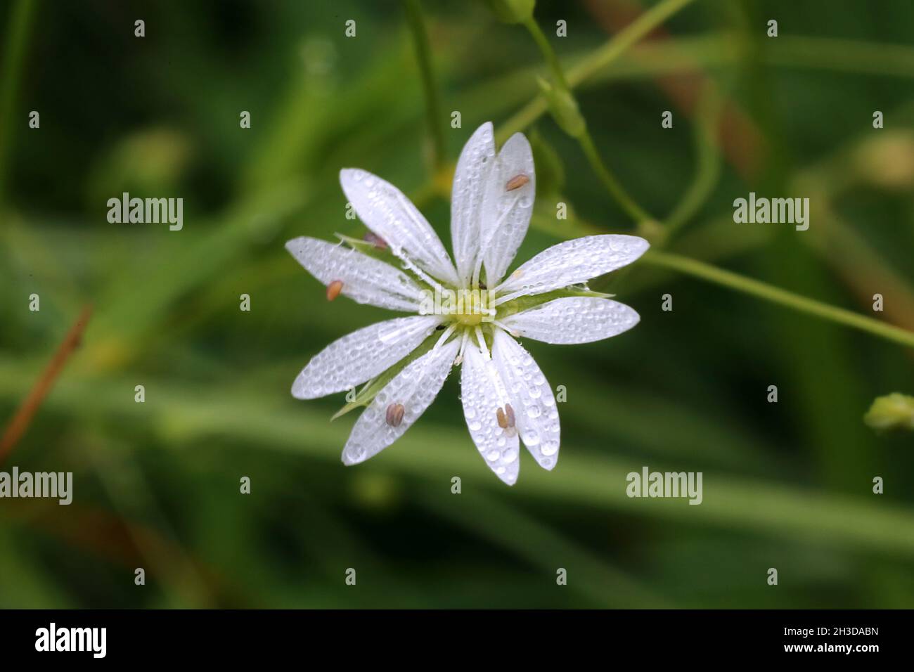 Lesser stitchwort hi-res stock photography and images - Alamy