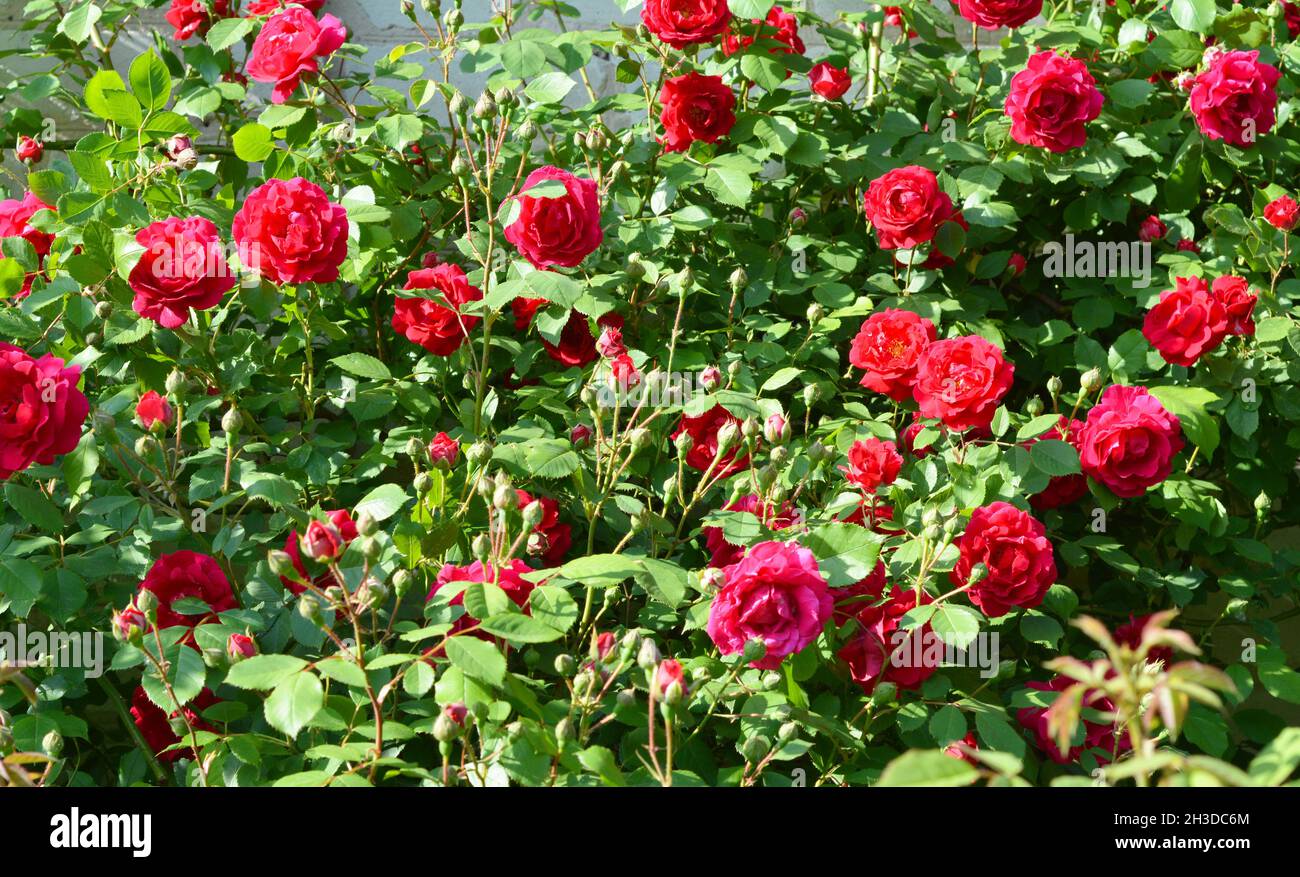 Red climbing roses hi-res stock photography and images - Alamy