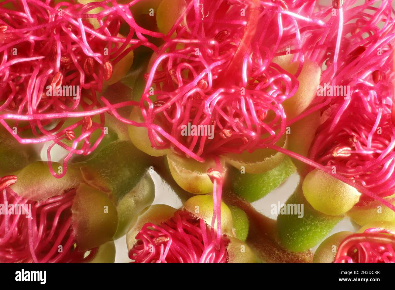 Macro view of flowers emerging from inflorescence of pink bottlebrush (Callistemon) tree Stock Photo