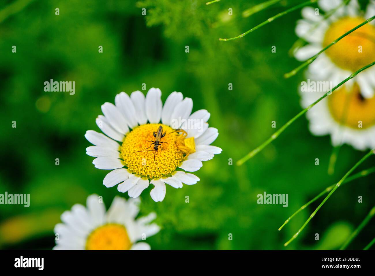 A great and huge daisy flower and a bee or kind of a spider on it with close up and macro photo in nature during spring time. Stock Photo