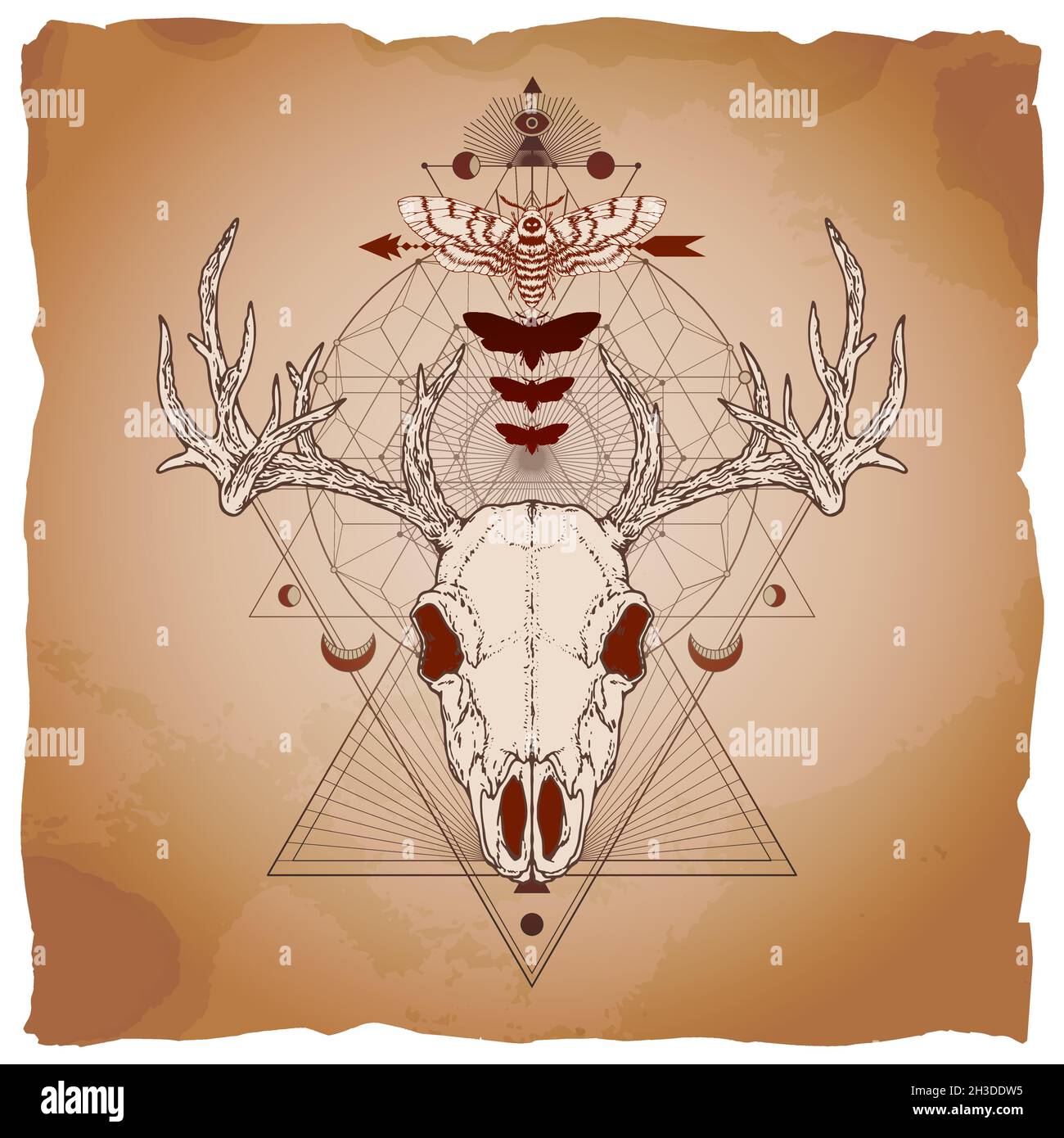 Vector illustration with hand drawn deer skull, dead head moth and ...
