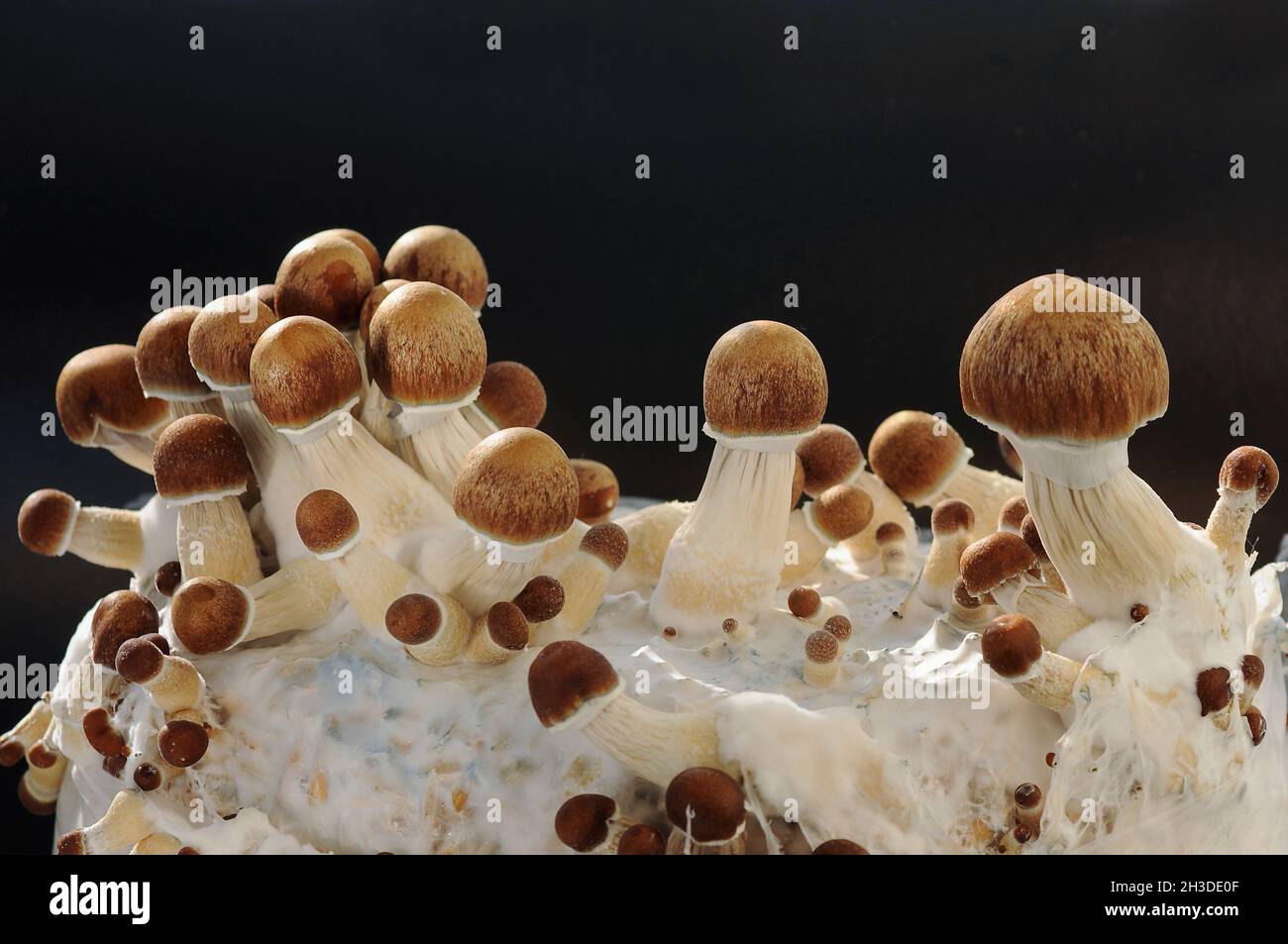 Mycelium block of psychedelic psilocybin mushrooms Golden Teacher. Micro growing of psilocybe cubensis on black background. Macro view; close-up. Micr Stock Photo