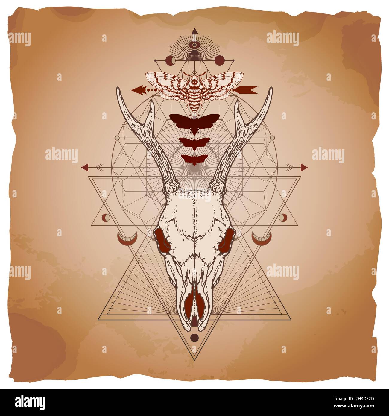 Vector illustration with hand drawn roe deer skull, dead head moth and ...