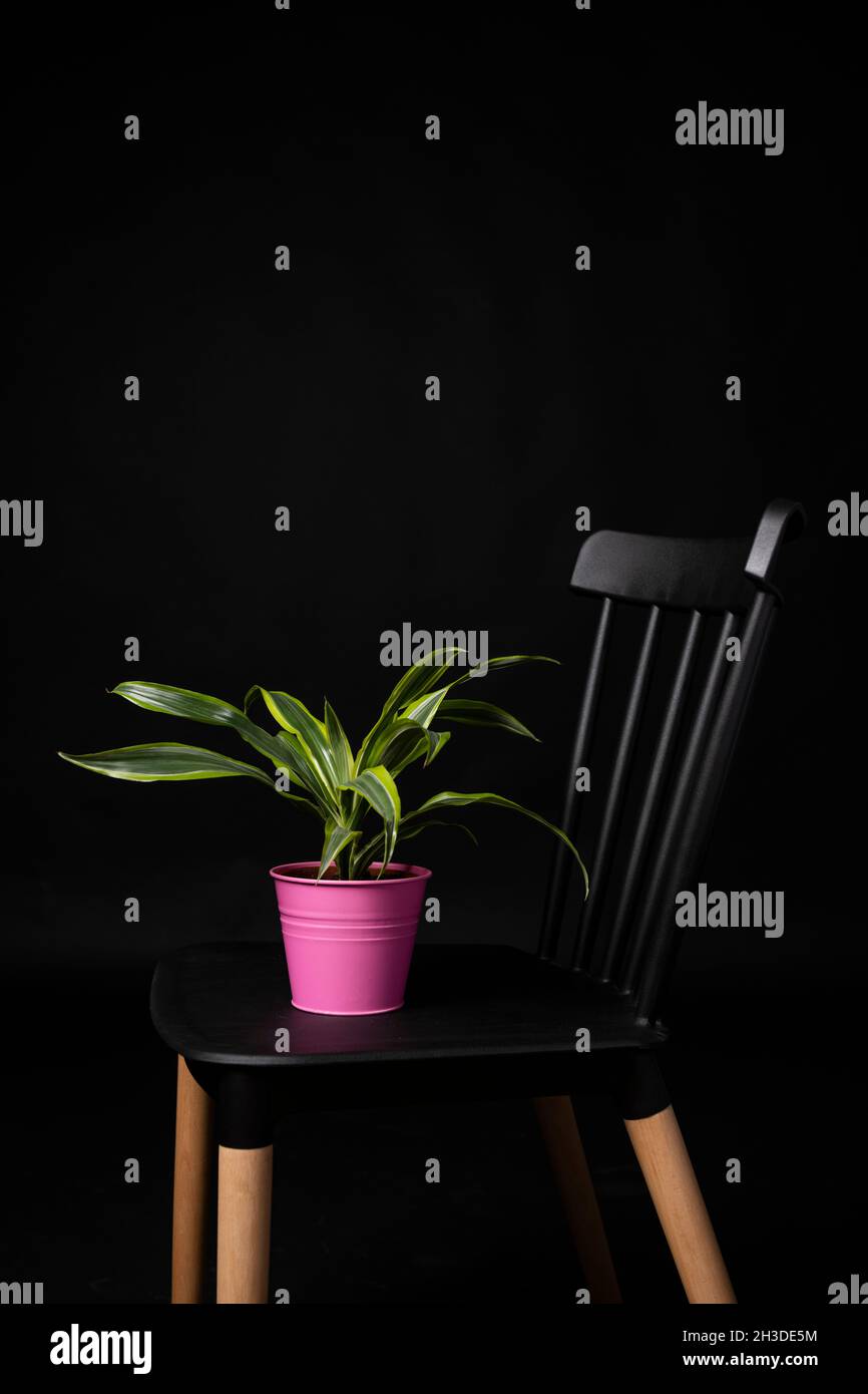 Pink metal pot with decorative plant on black chair. Lemon Dracena Lima Stock Photo