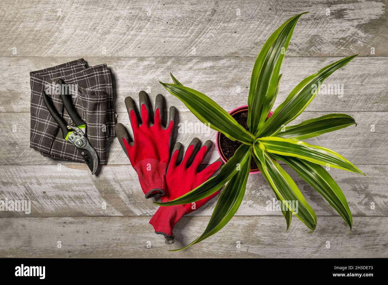 Top view image of gardening with gloves, tweezers, cloth and lemon lime dracena on gray table Stock Photo