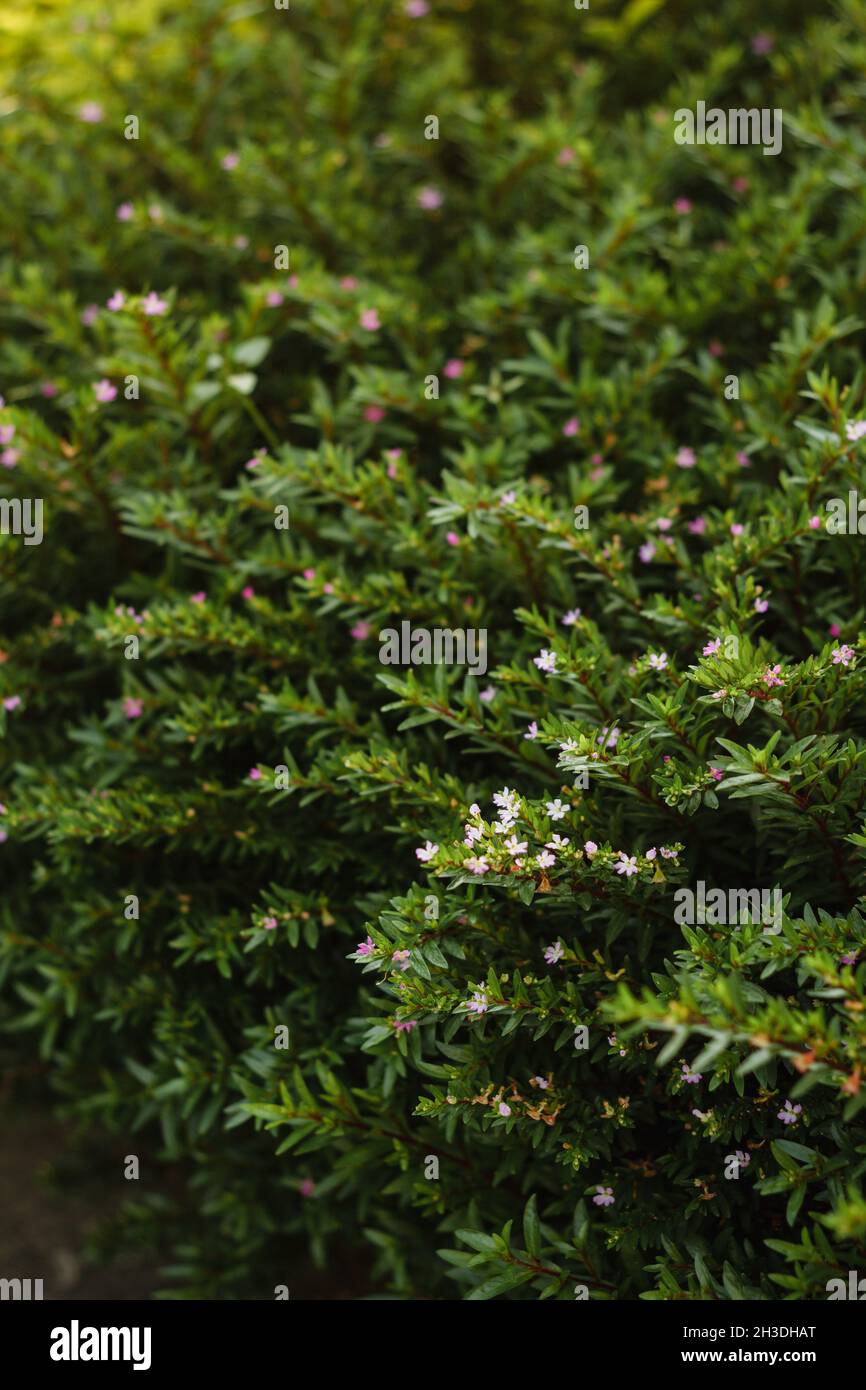 Tiny flowers in a garden bush Stock Photo