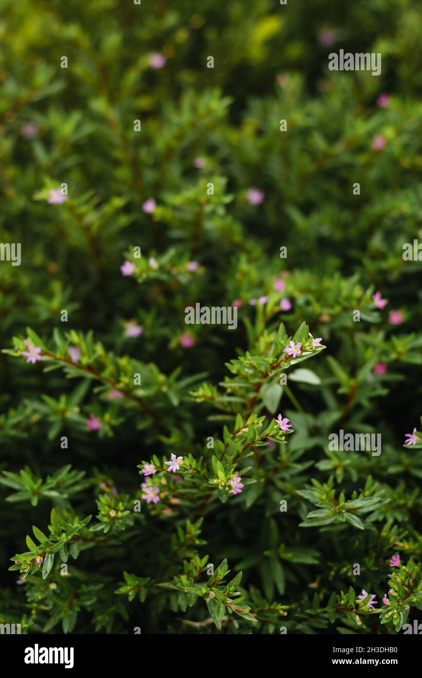 Tiny flowers in a garden bush Stock Photo