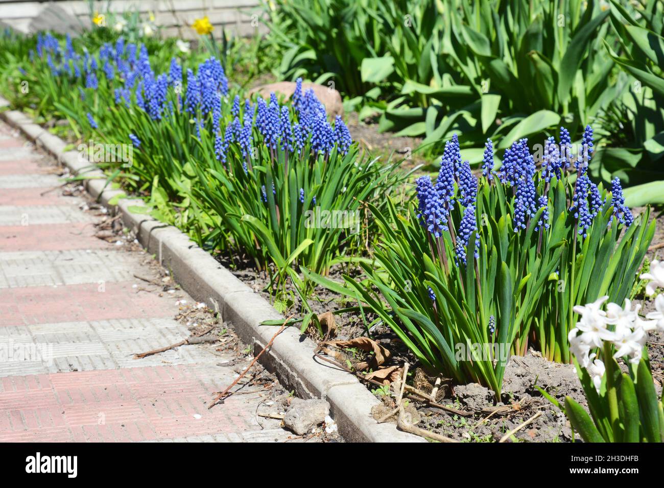 Grape hyacinth flowers. Blue muscari flowers (Grape hyacinth) in the  spring garden Stock Photo