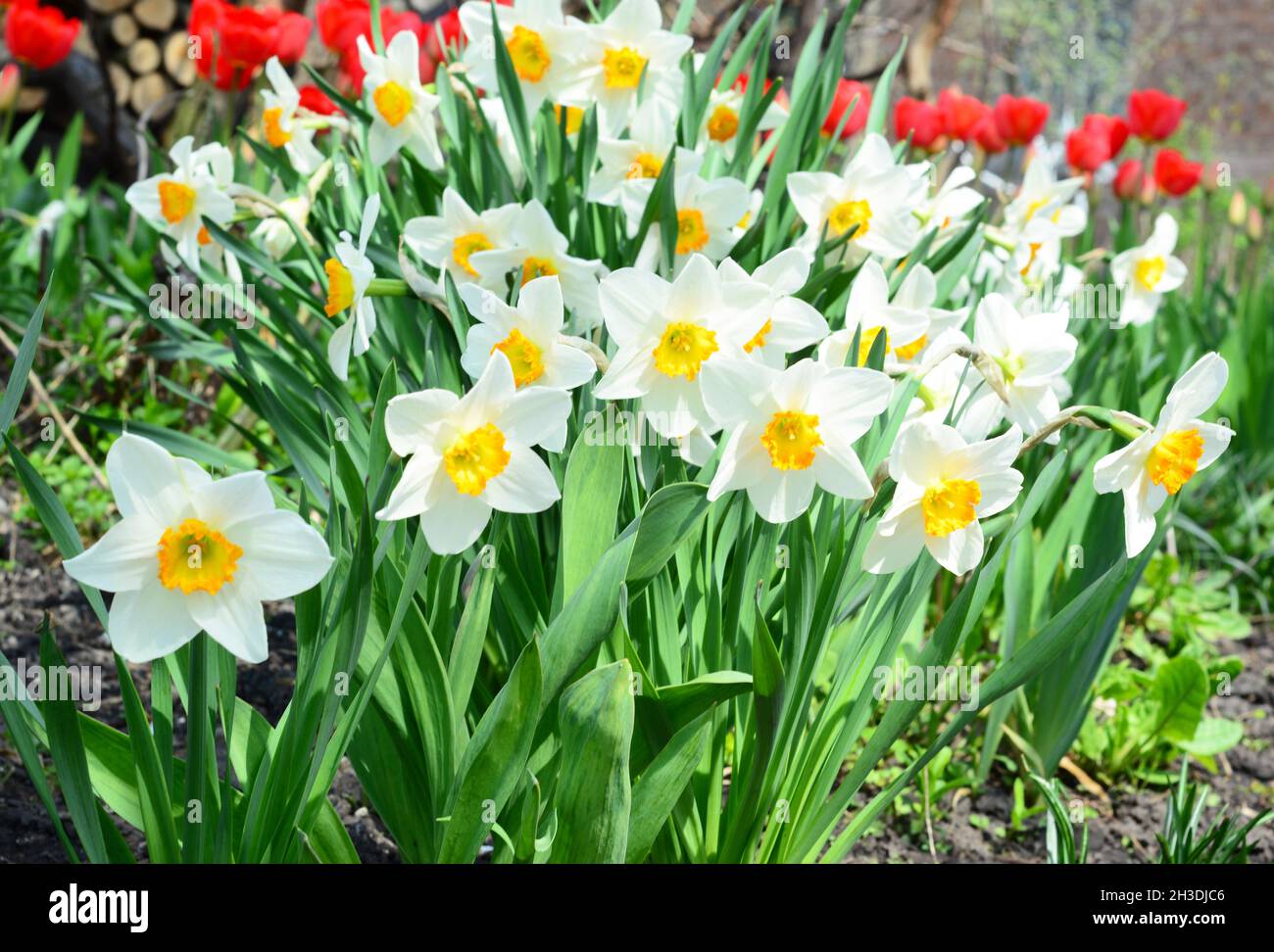 Springtime flower bed with narcissus flowers also known as daffodil and ...