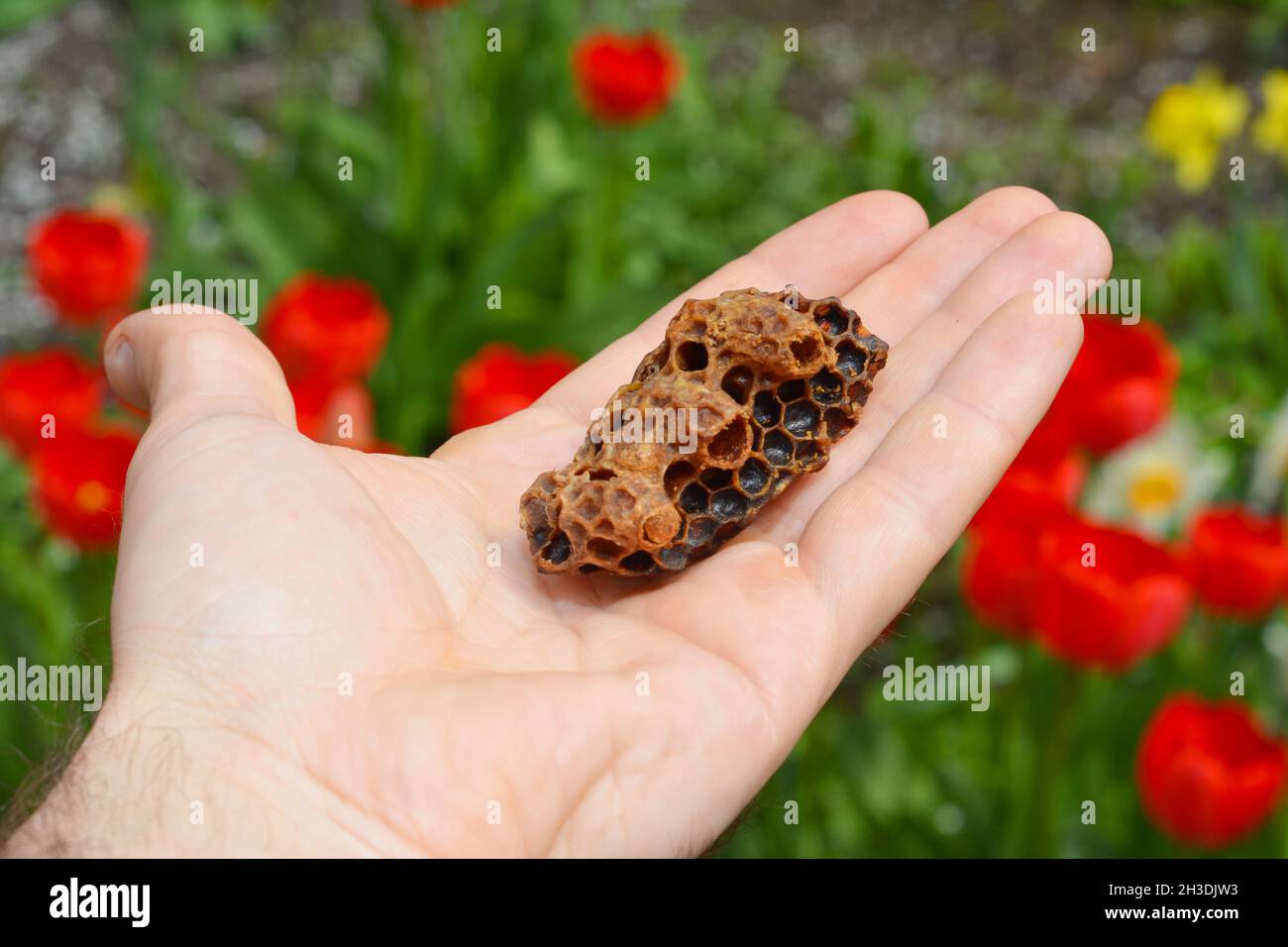 Queen bee cup in beekeeper hand. When conditions are favorable for swarming, the queen will