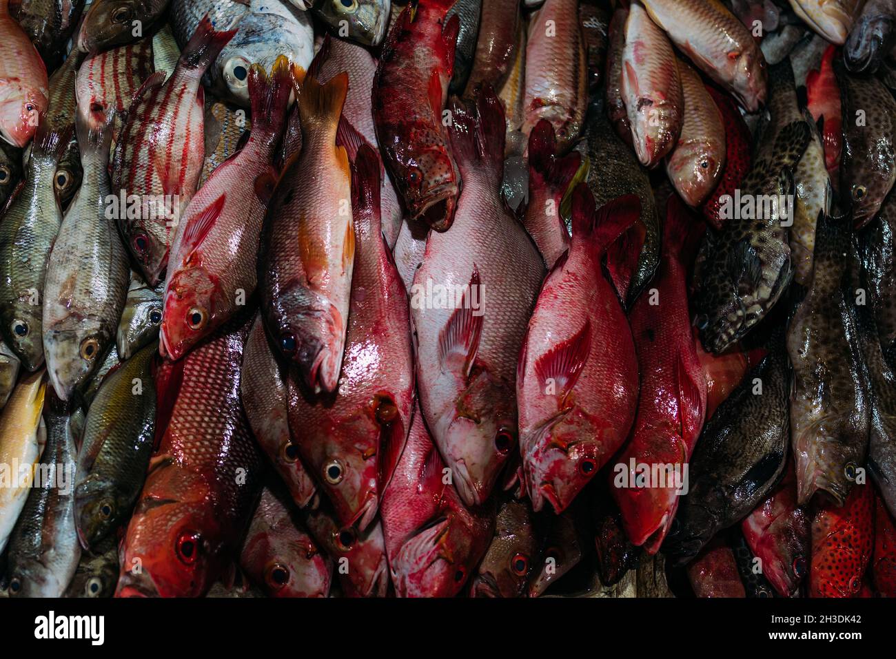 The market for marine fish. Street market. Sale of fresh fish. Freshly caught fish. Fish shop. Products for the restaurant. Fishery. Asian cuisine. Stock Photo