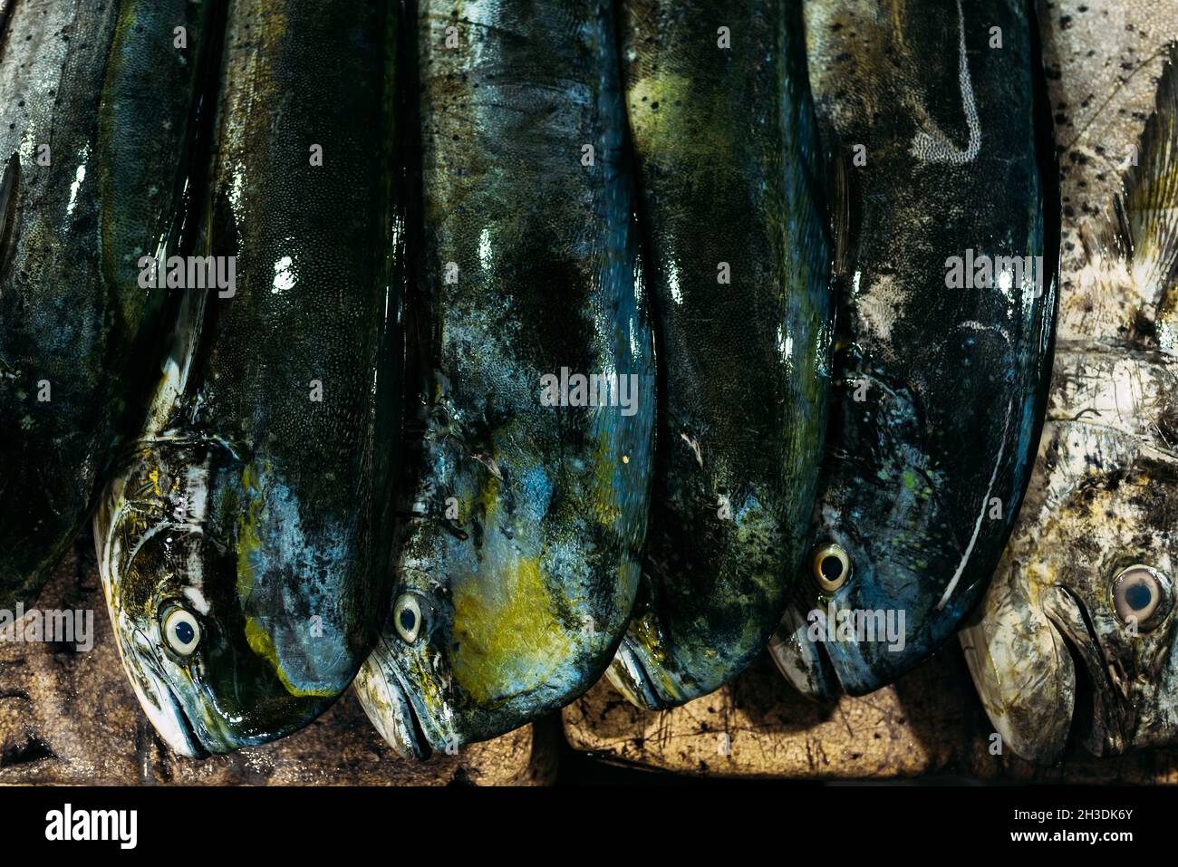 The market for marine fish. Street market. Sale of fresh fish. Freshly