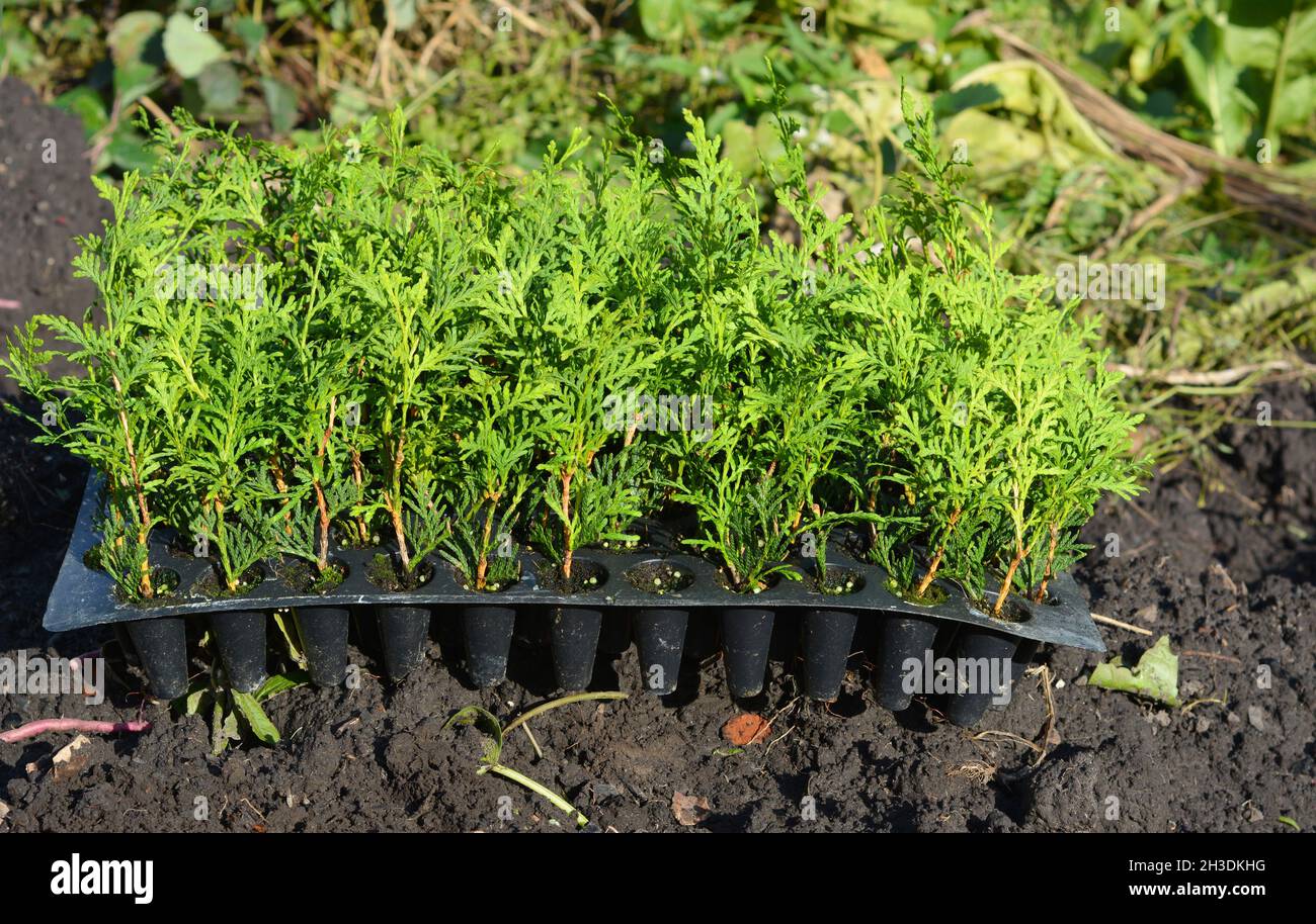 Planting evergreen thuja tree saplings for Green Fencing, Hedge Stock ...