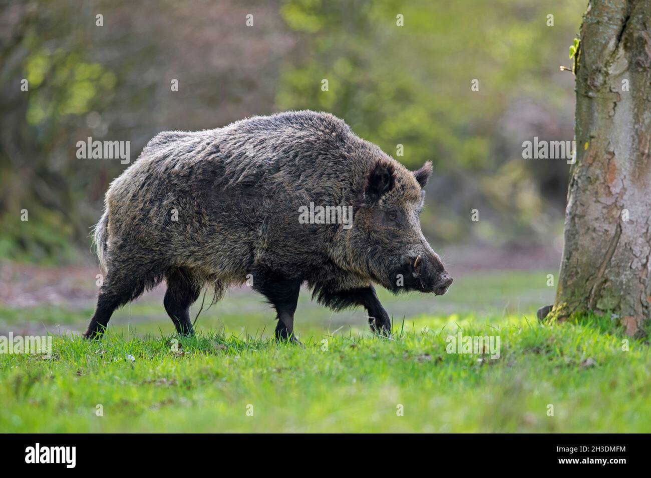 Solitary wild boar (Sus scrofa) male foraging in forest in spring Stock Photo