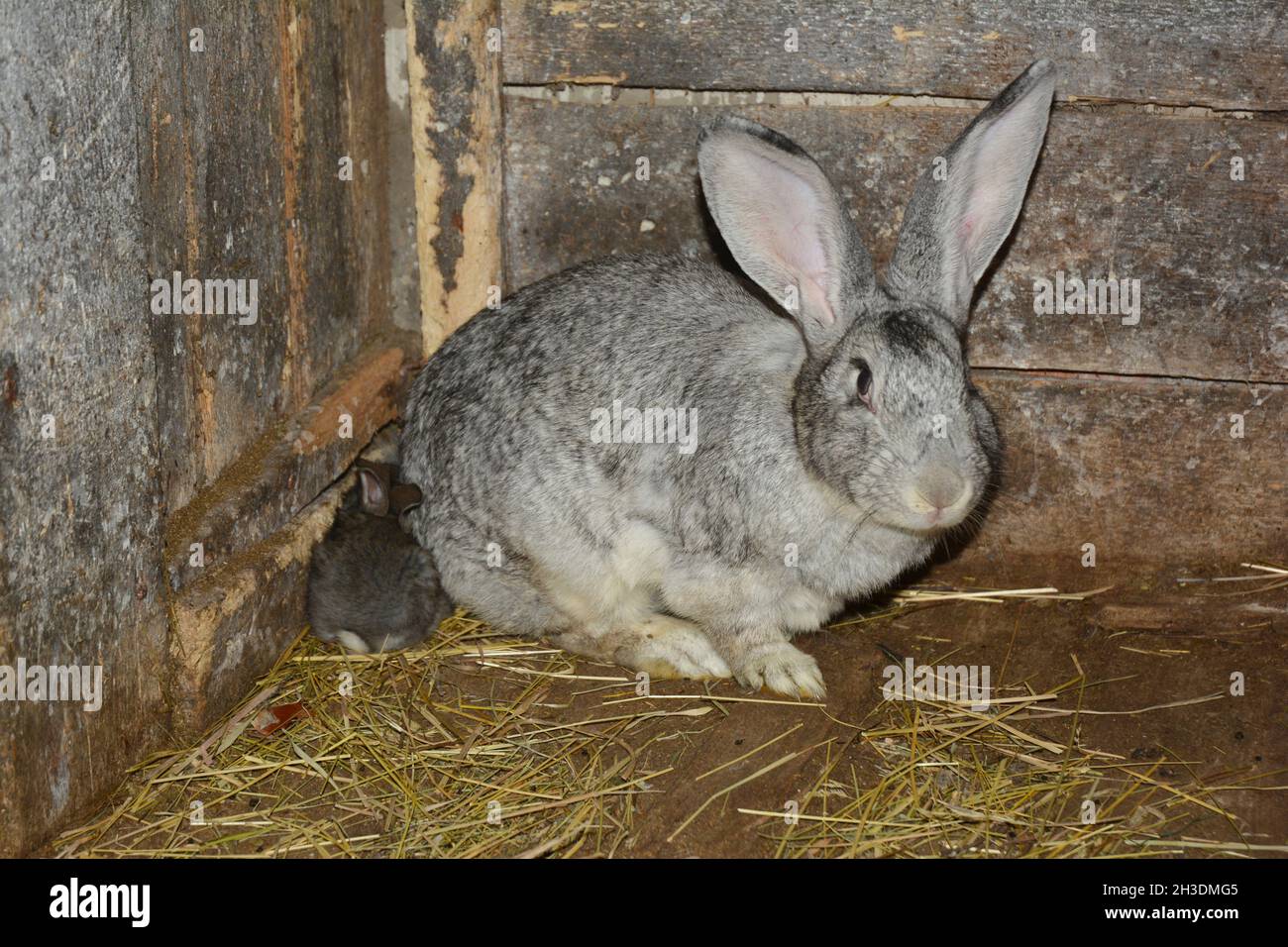 Raising & breeding rabbits Stock Photo Alamy