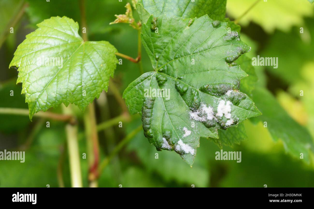 Grapevine diseases. Downy Mildew (Plasmopara vitikola) is a fungal disease that affects a grape leaves. Stock Photo