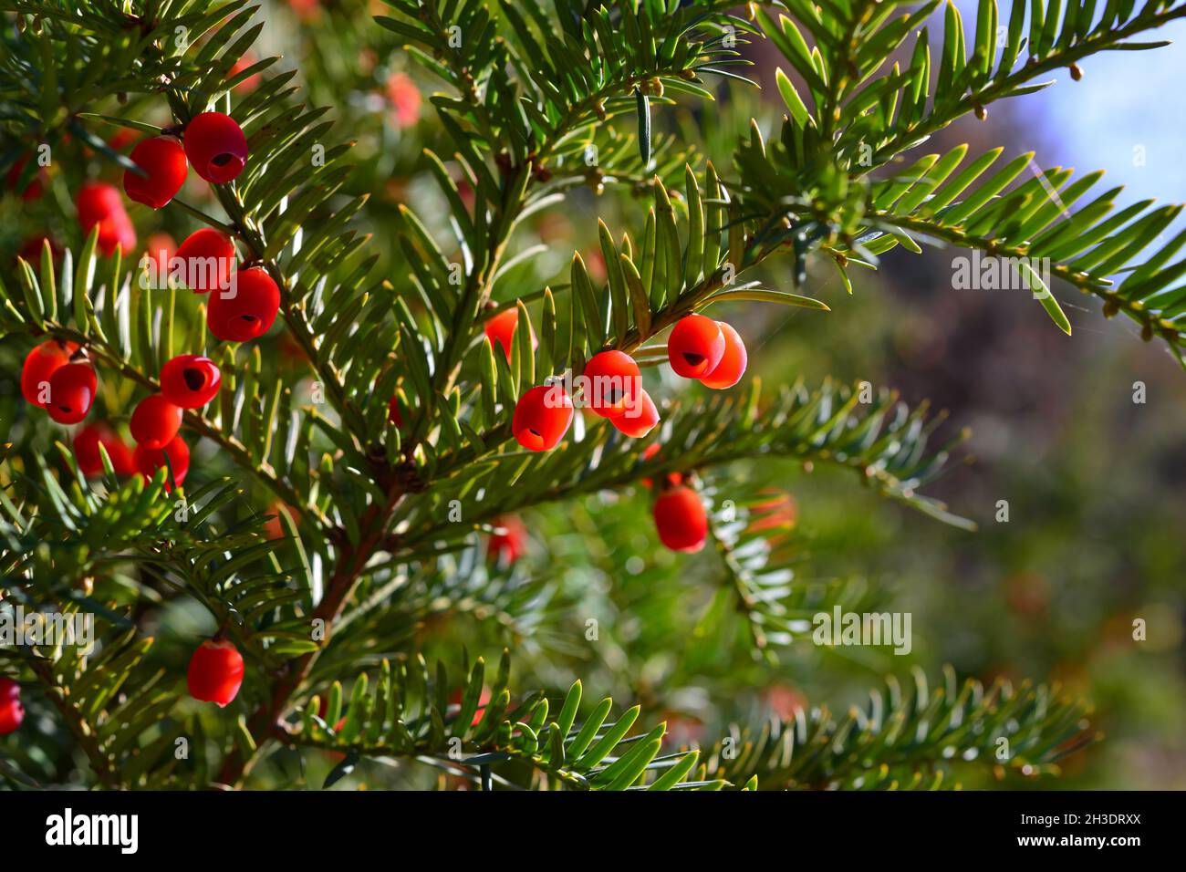 European Yew High Resolution Stock Photography and Images - Alamy