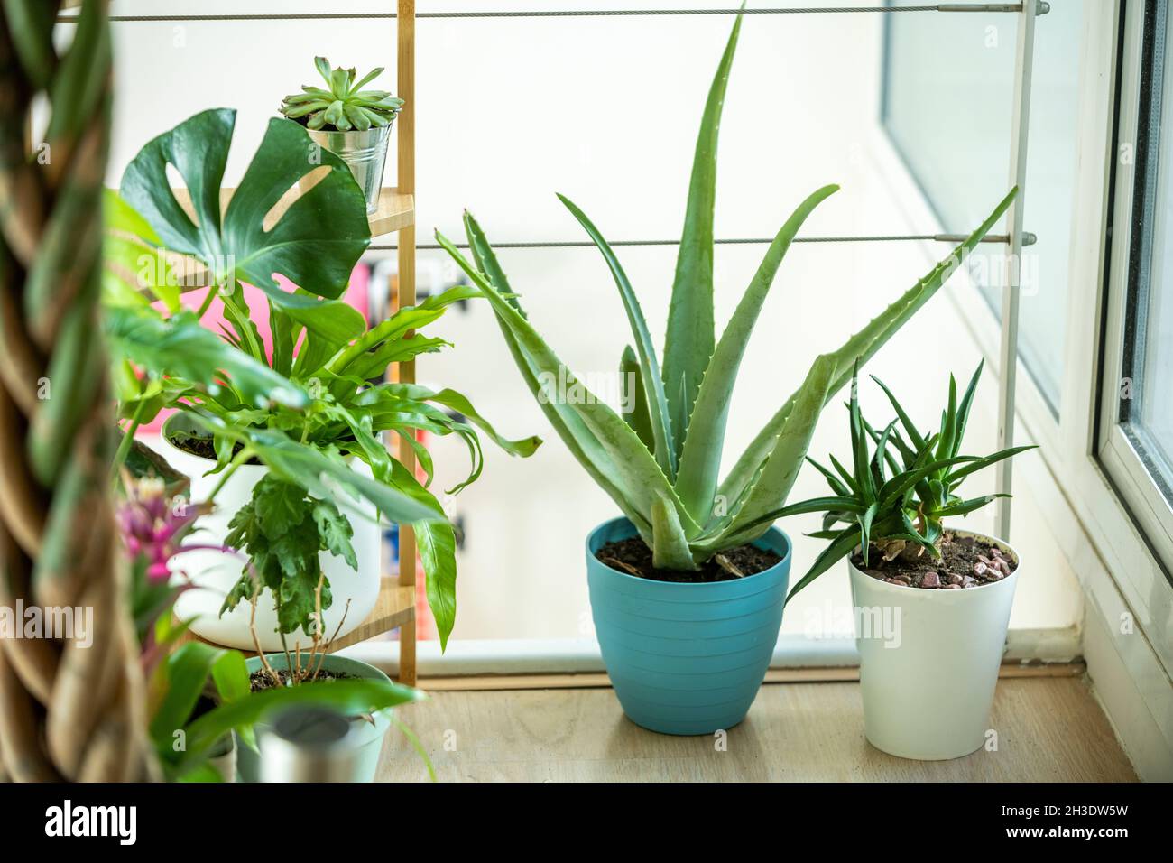 Hardy and pretty houseplants, aloes, pachira, bromeliads in apartment Stock Photo