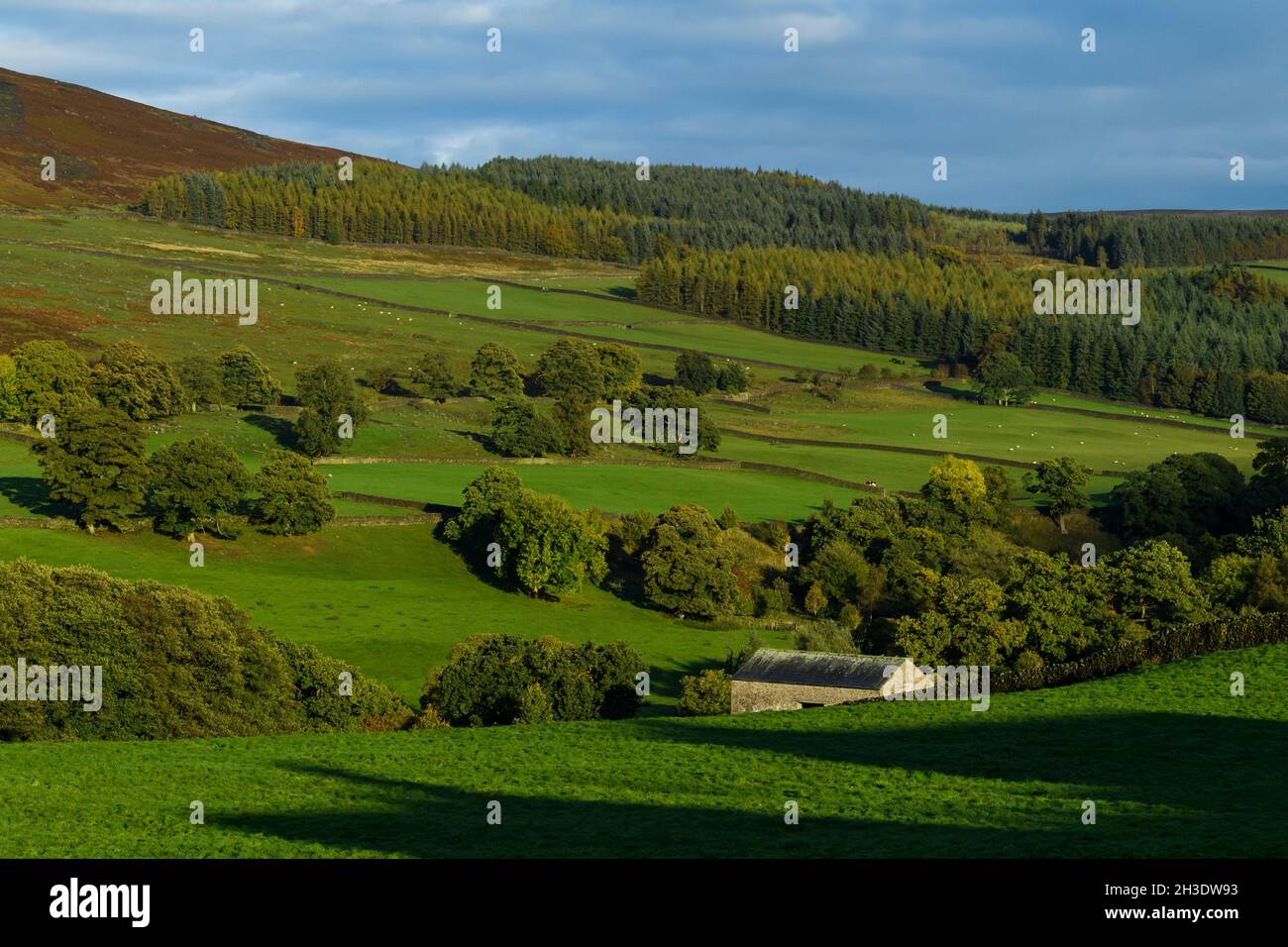 Beautiful sunny Wharfedale countryside (woodland trees on valley hillside, farmland, grassland, upland moors, blue sky) - Yorkshire Dales, England UK. Stock Photo