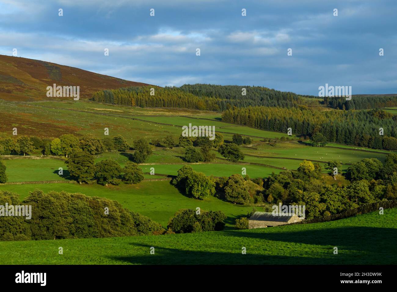 Beautiful sunny Wharfedale countryside (woodland trees on valley hillside, farmland, grassland, upland moors, blue sky) - Yorkshire Dales, England UK. Stock Photo