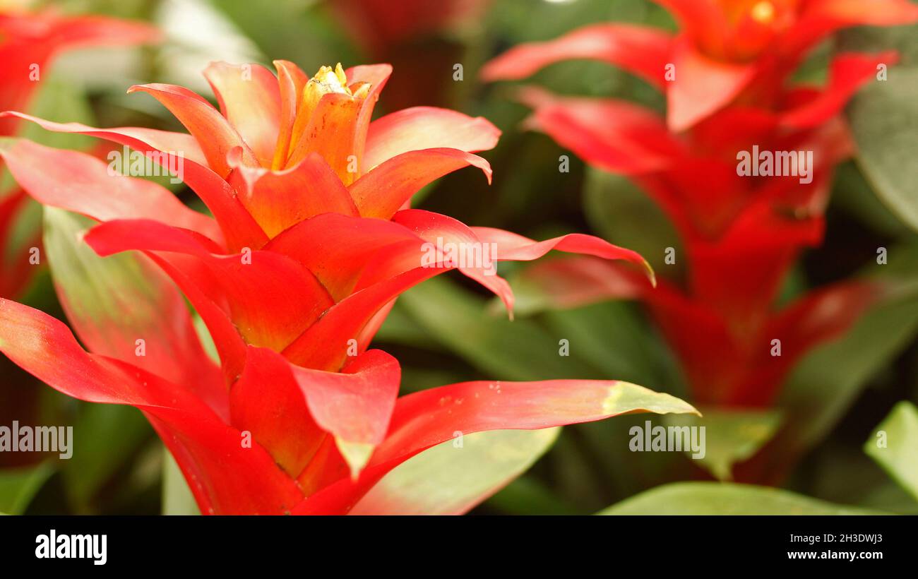 Guzmania, tropical plant. Stock Photo