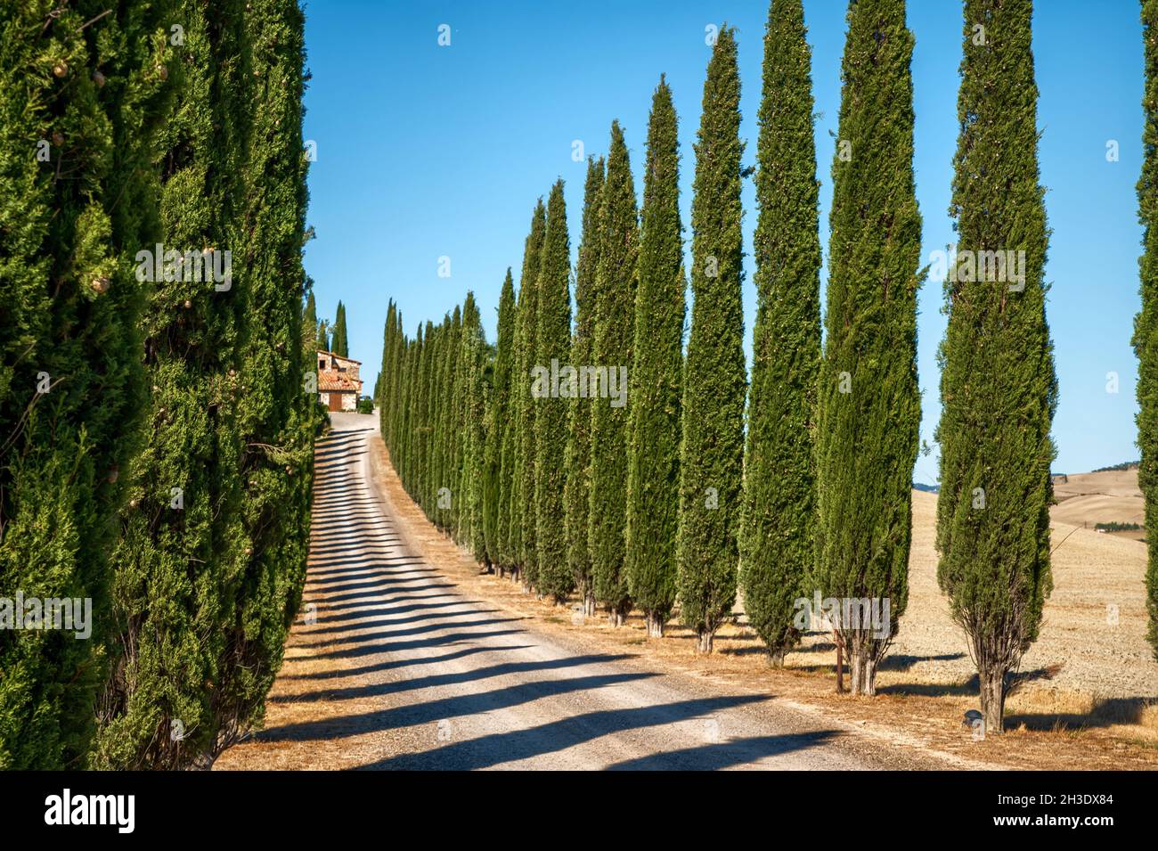 Bagno Vignoni, Tuscany, Italy. August 2020. The amazing landscape of the avenue with the cypresses of the poggio covili farm. Stock Photo