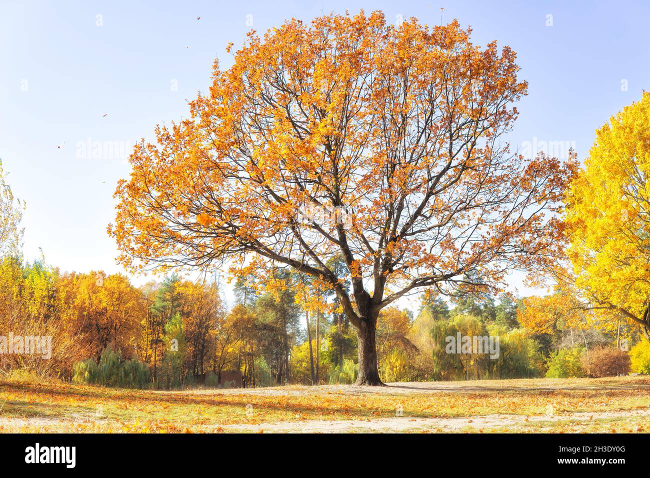 Oak tree with orange leaves in the local park. Autumn landscape Stock ...