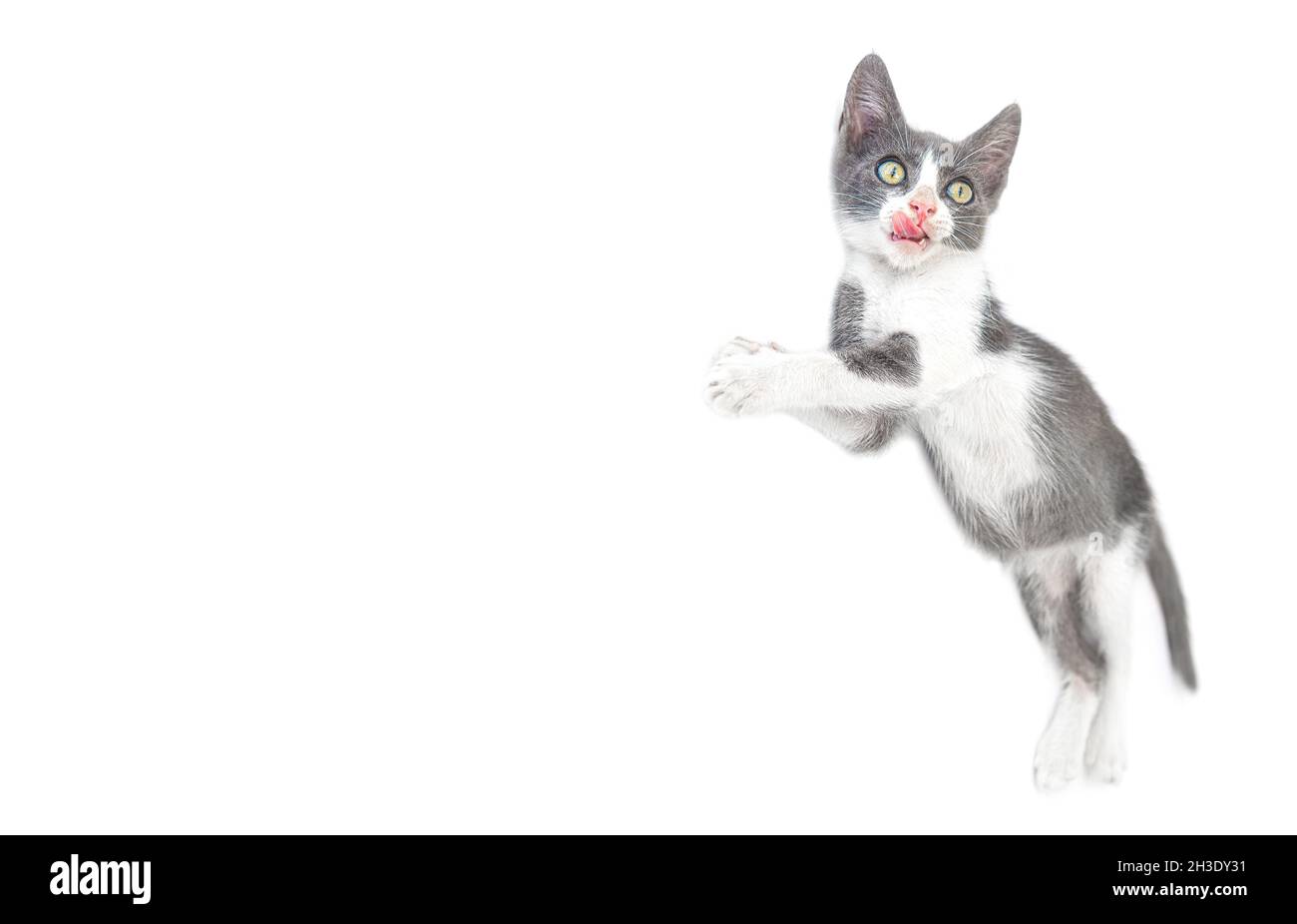 Funny little kitten licking lips isolated on white background, copy space Stock Photo